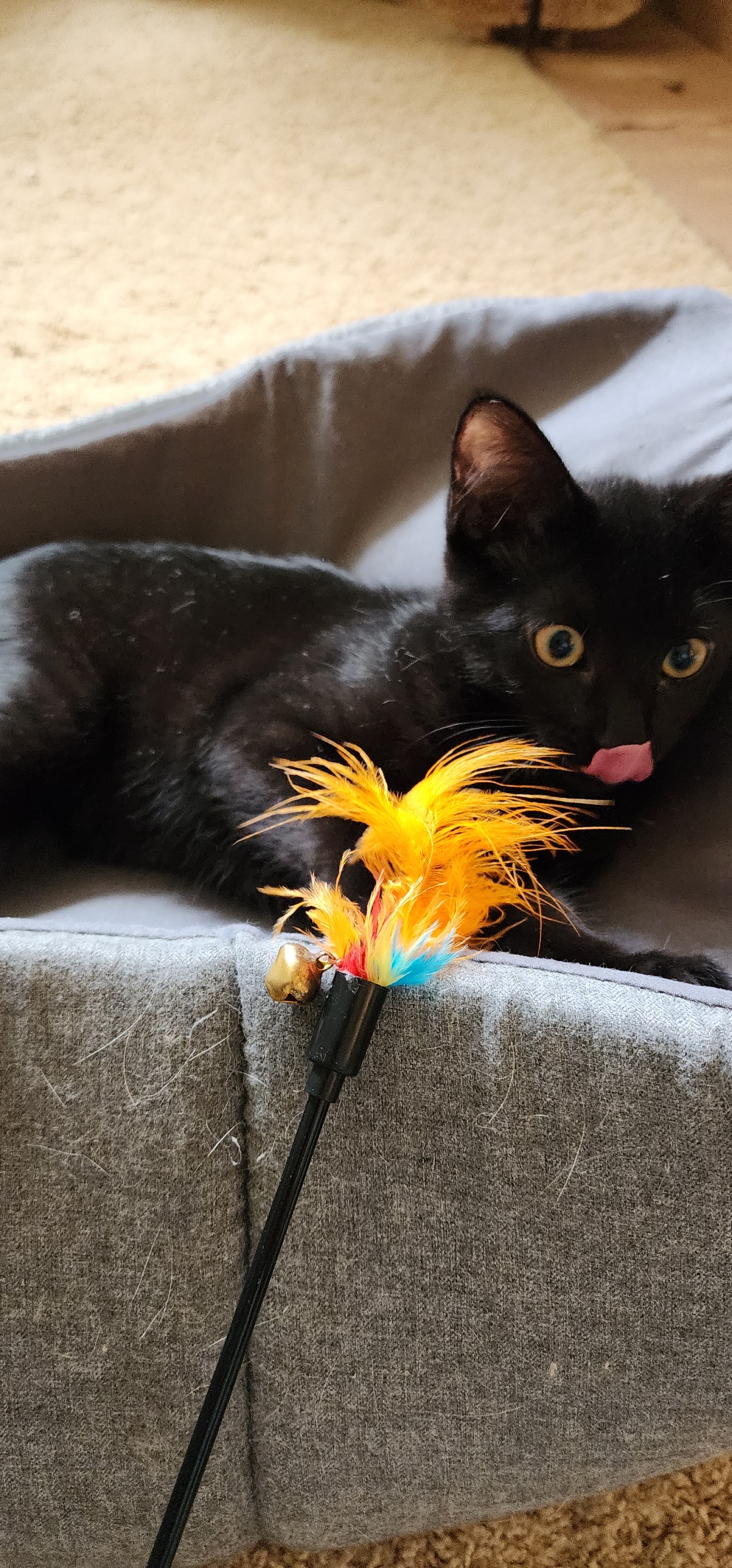 Enlarge Jetty, a Adoptable Domestic Short Hair in Kenosha , WI image 2/4