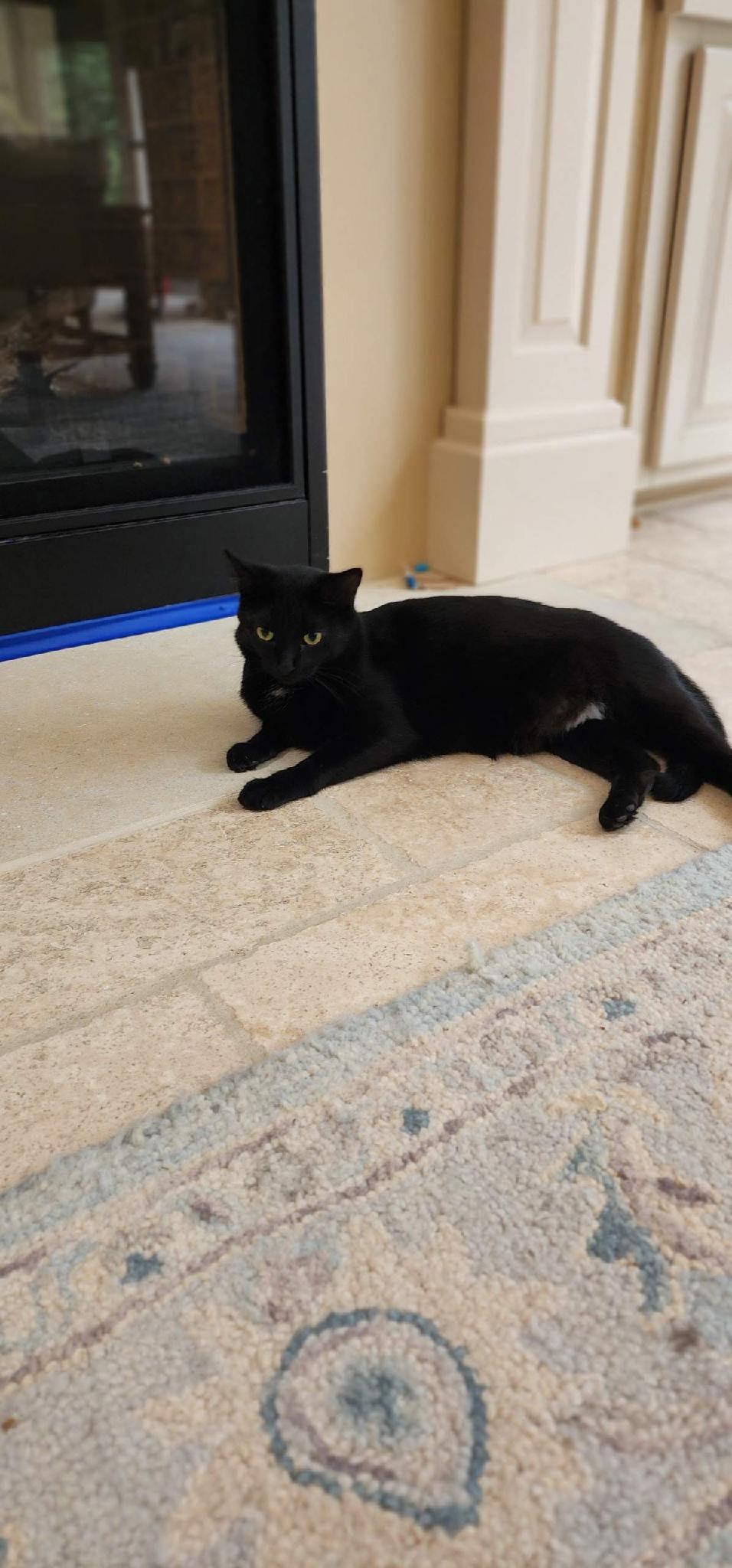 Enlarge Jetty, a Adoptable Domestic Short Hair in Kenosha , WI image 2/4