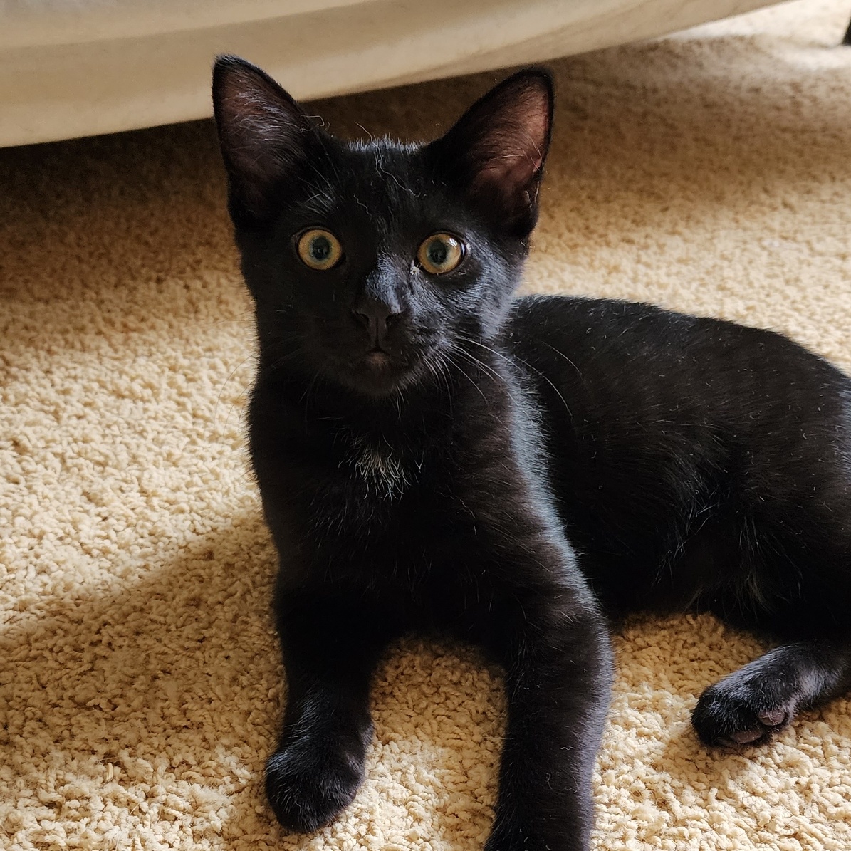 Enlarge Jetty, a Adoptable Domestic Short Hair in Kenosha , WI image 1/4