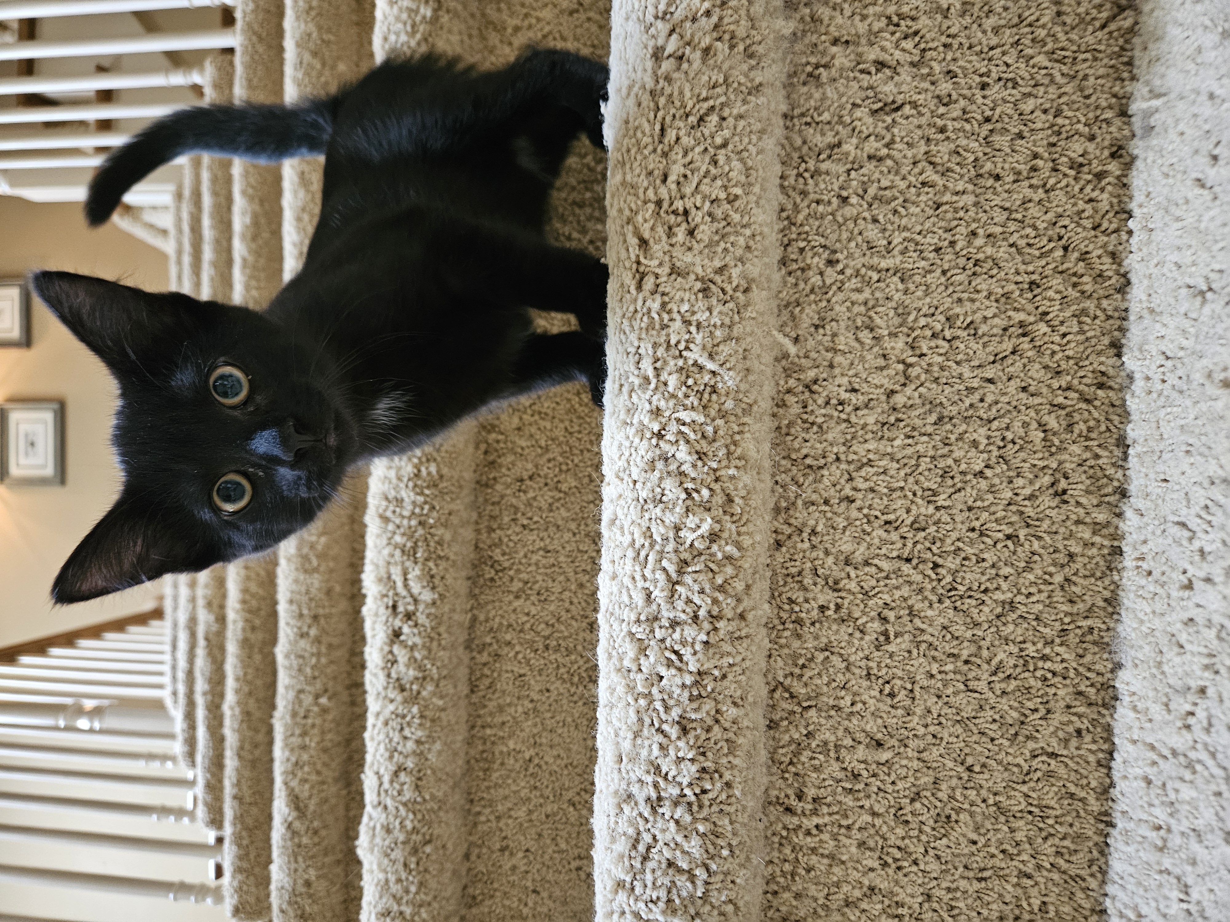 Enlarge Jetty, a Adoptable Domestic Short Hair in Kenosha , WI image 3/4