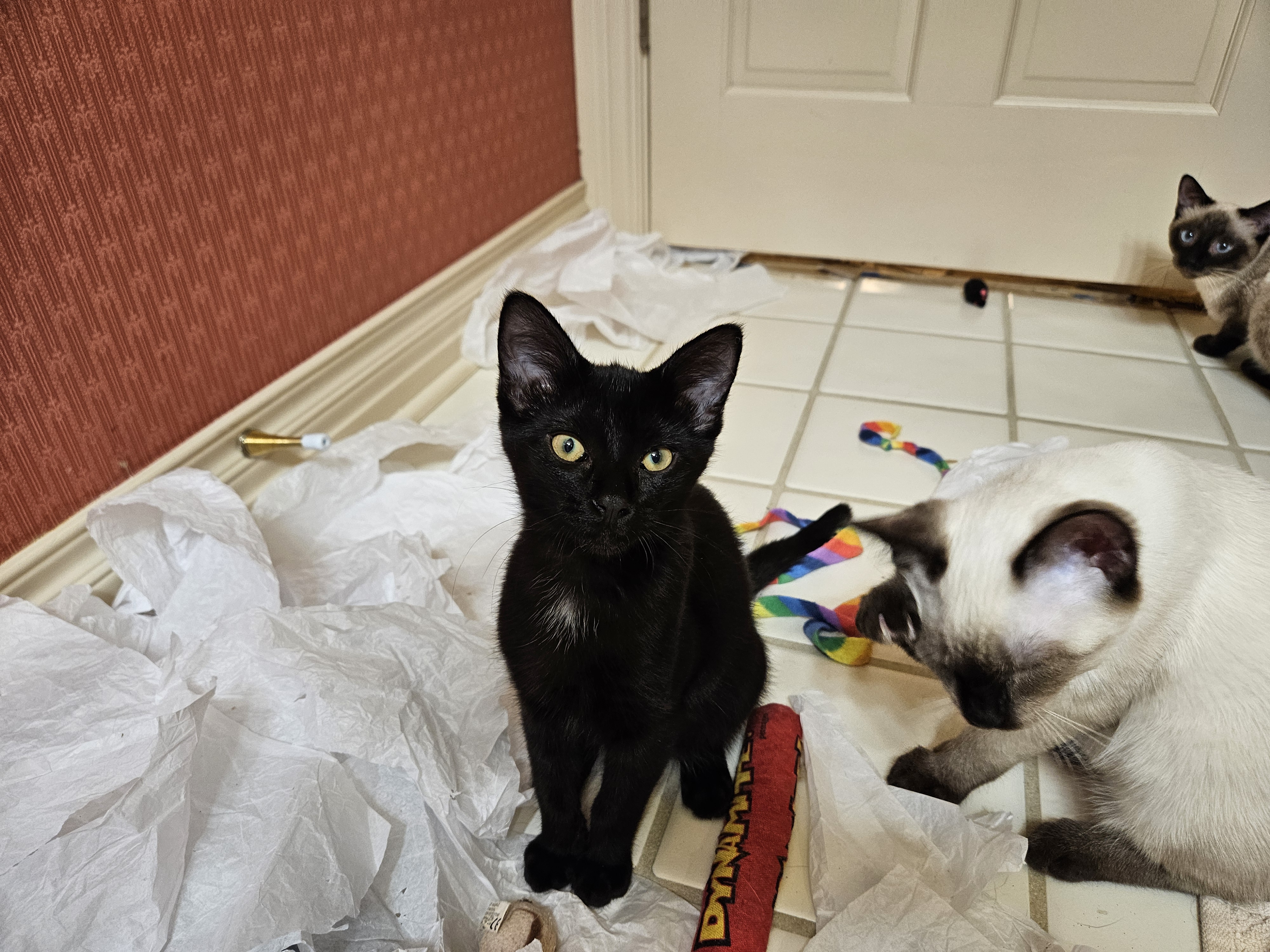 Enlarge Jetty, a Adoptable Domestic Short Hair in Kenosha , WI image 4/4