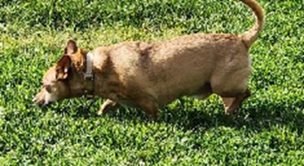 Enlarge WILLY - update, a ADOPTABLE mixed breed in Georgetown, KY image 3/3