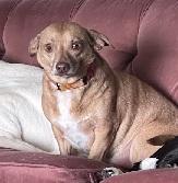 Enlarge WILLY , a ADOPTABLE mixed breed in Georgetown, KY image 2/2