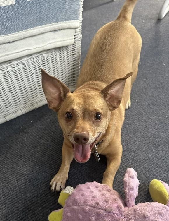 WILLY , ADOPTABLE, Young Male Dachshund & Chihuahua.