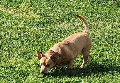 Enlarge WILLY - update, a ADOPTABLE mixed breed in Georgetown, KY image 1/3