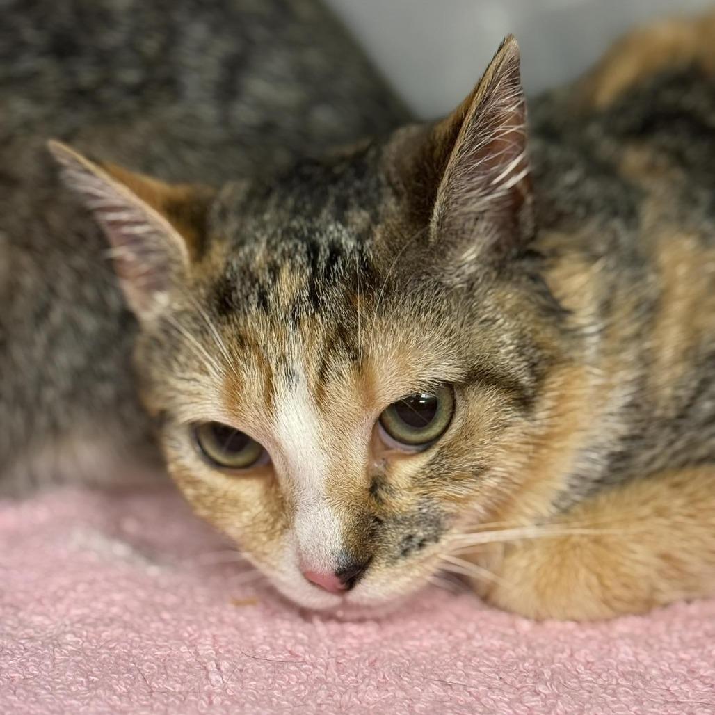 Elenor, Adoptable, Young Female Domestic Short Hair.