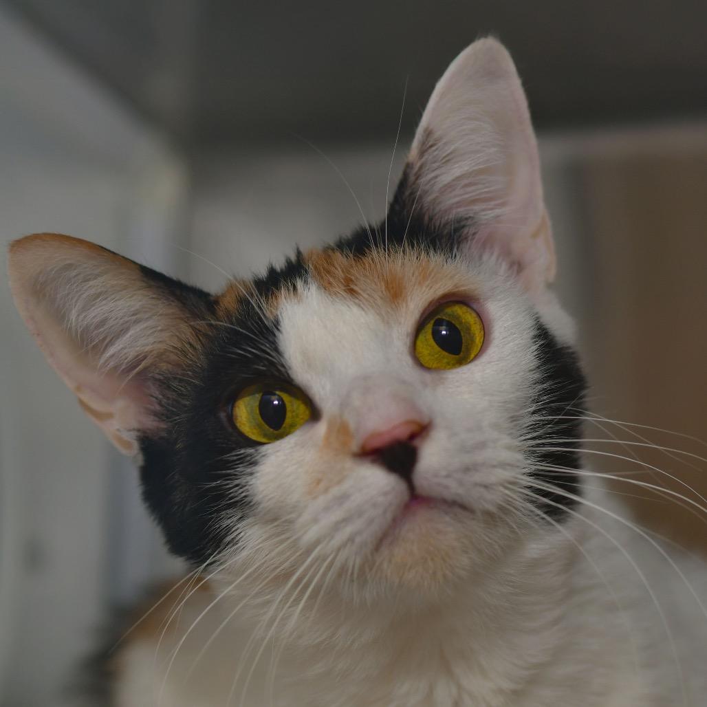 Enlarge Callie, a Adoptable Domestic Short Hair in Ottawa, KS image 1/2