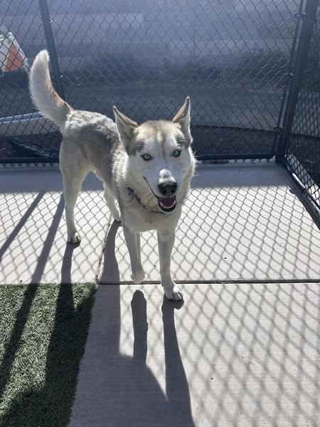 Landon, Adopted, Adult Male Siberian Husky.