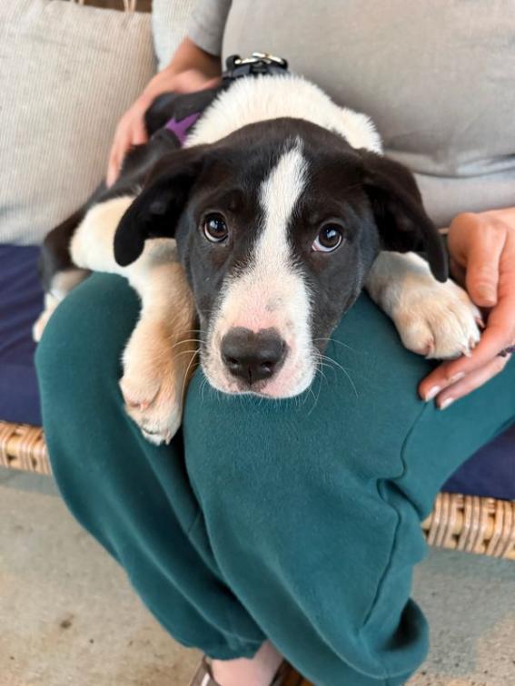 Enlarge Faith, a Adoptable mixed breed in Spring Hill, TN image 2/6