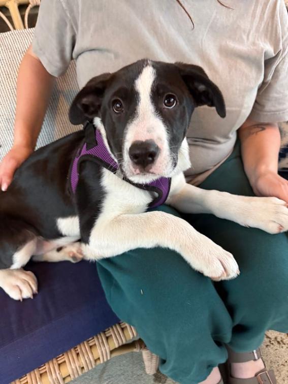 Enlarge Faith, a Adoptable mixed breed in Spring Hill, TN image 1/6