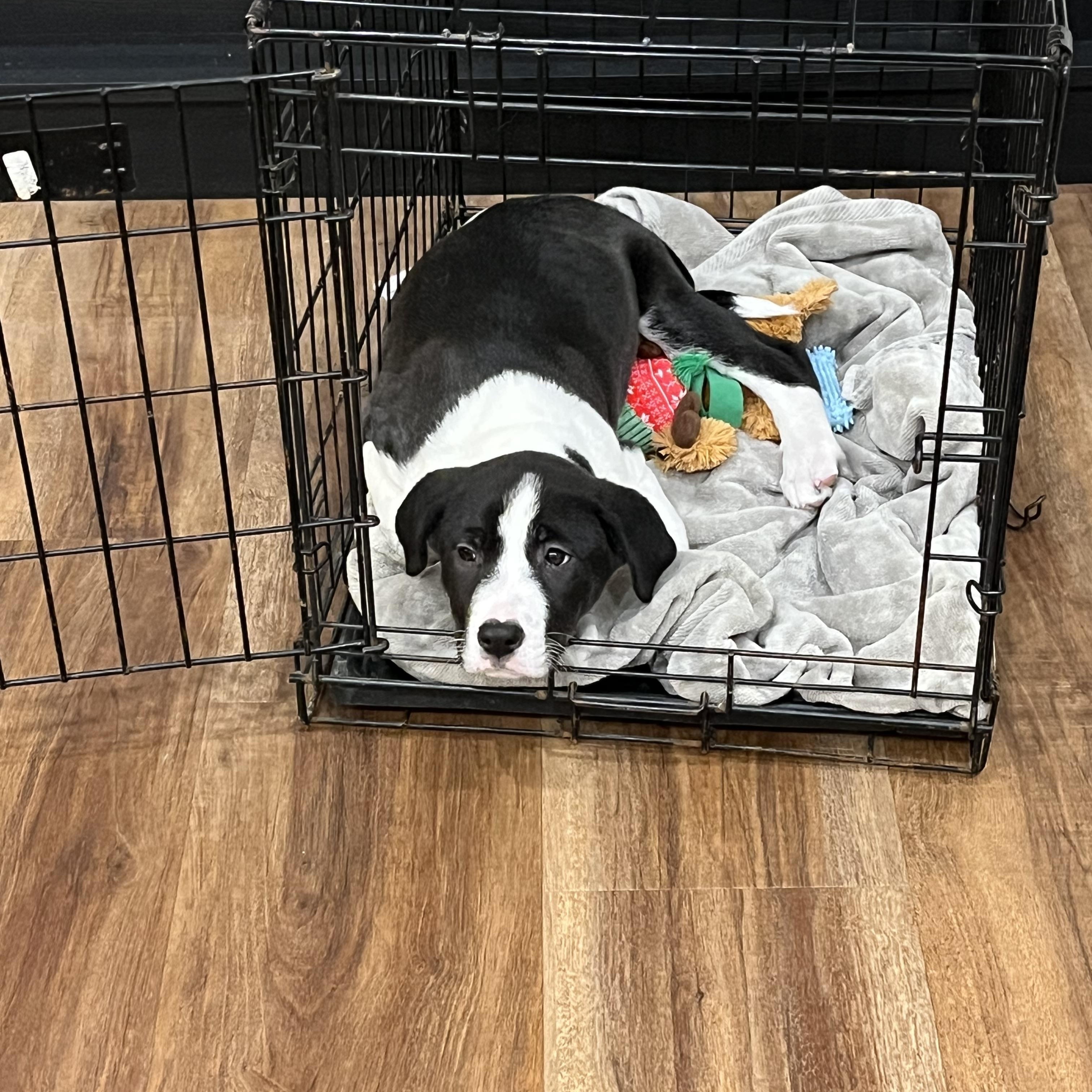 Enlarge Faith, a Adoptable Mixed Breed in Franklin, TN image 6/6