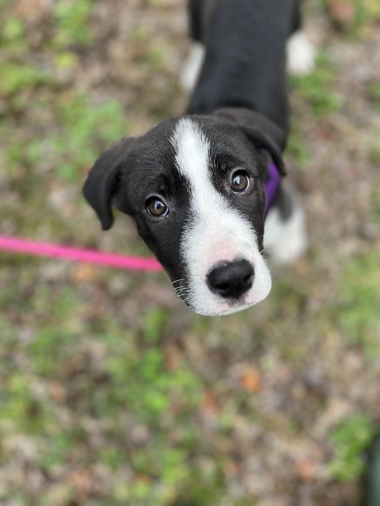 Enlarge Faith, a Adoptable Mixed Breed in Franklin, TN image 5/6