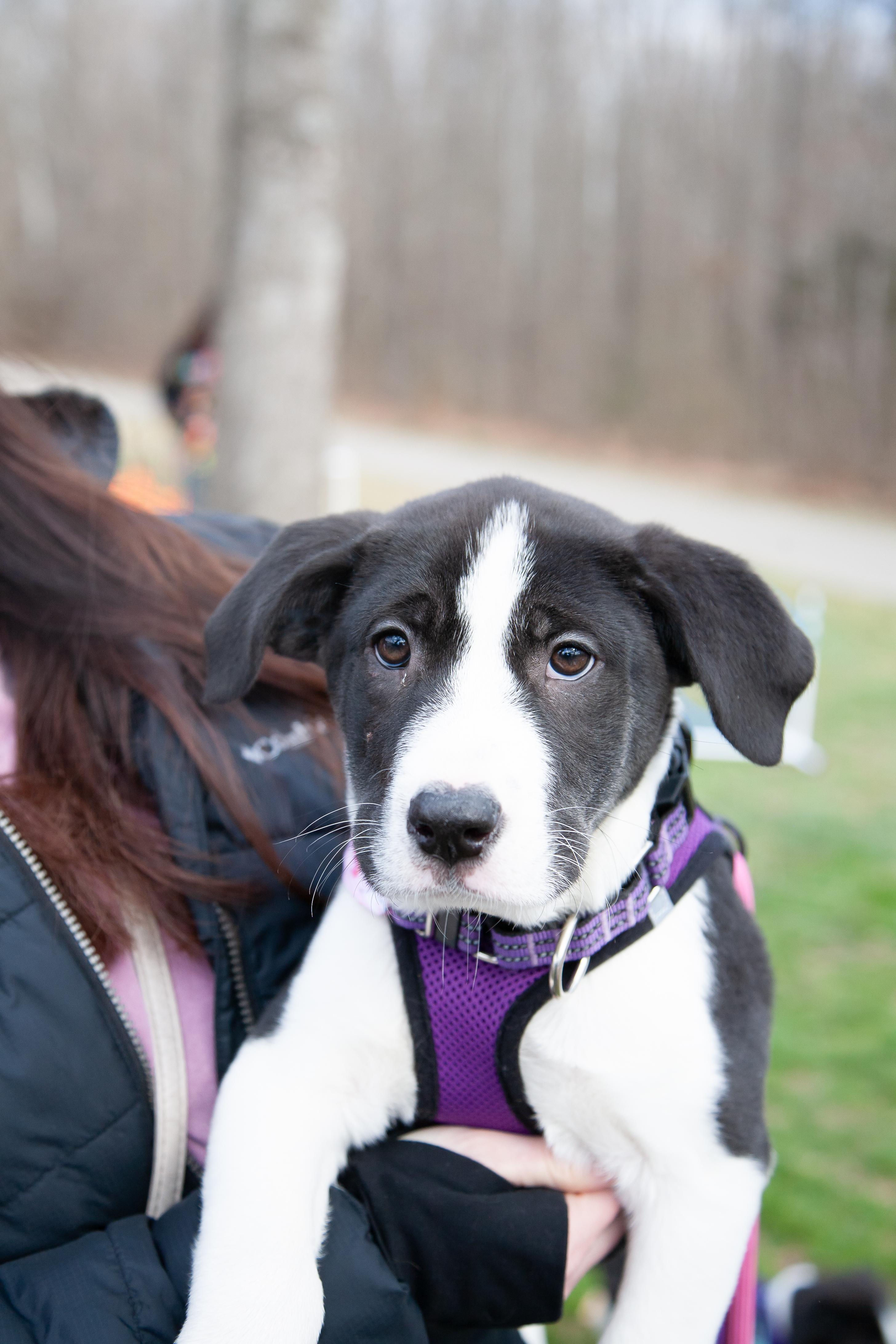 Enlarge Faith, a Adoptable Mixed Breed in Franklin, TN image 3/6