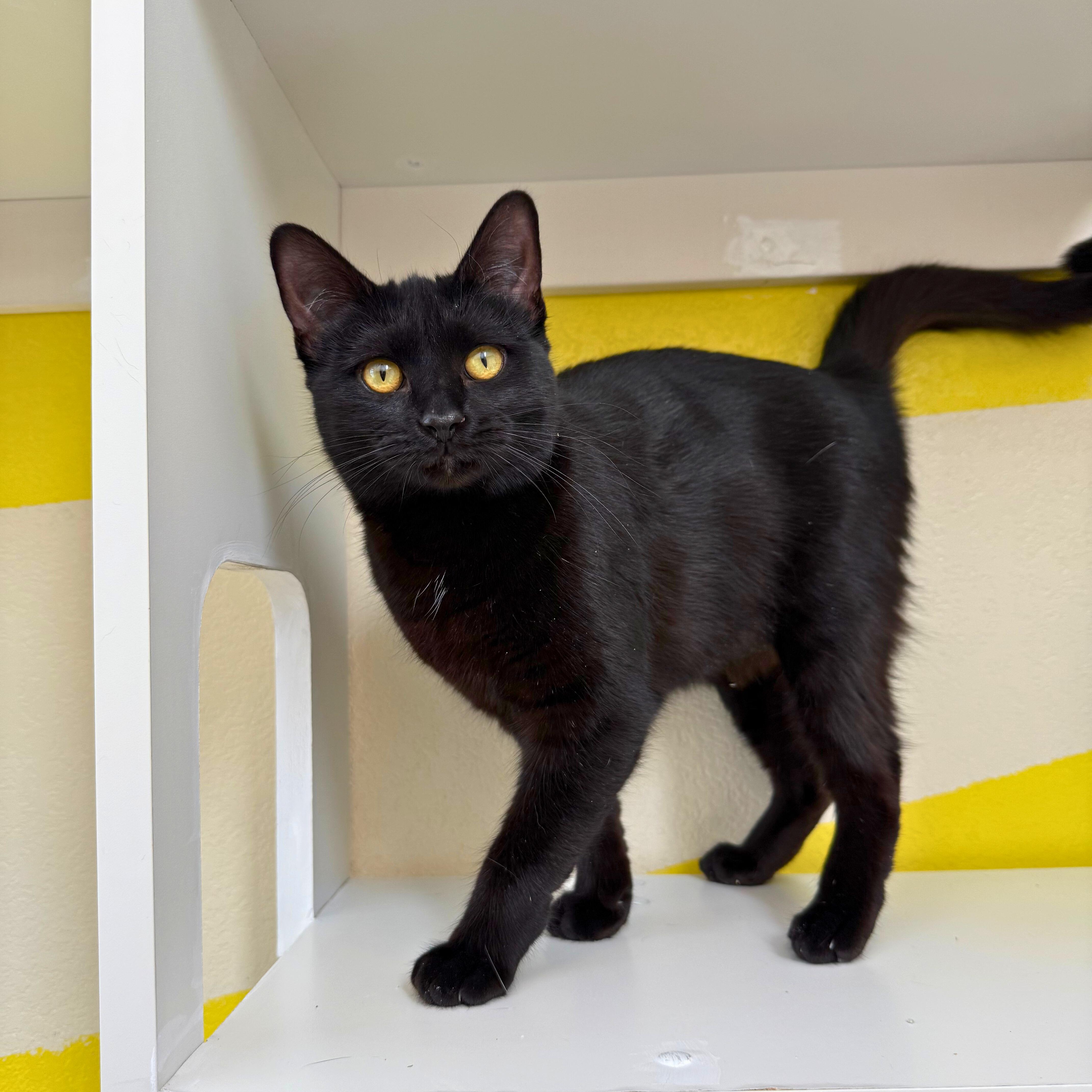 Janx, Adoptable, Young Female Domestic Short Hair.