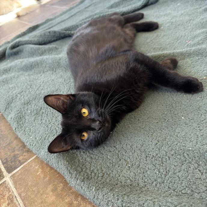 Enlarge Janx, a Adoptable Domestic Short Hair in Ridgway, CO image 4/5