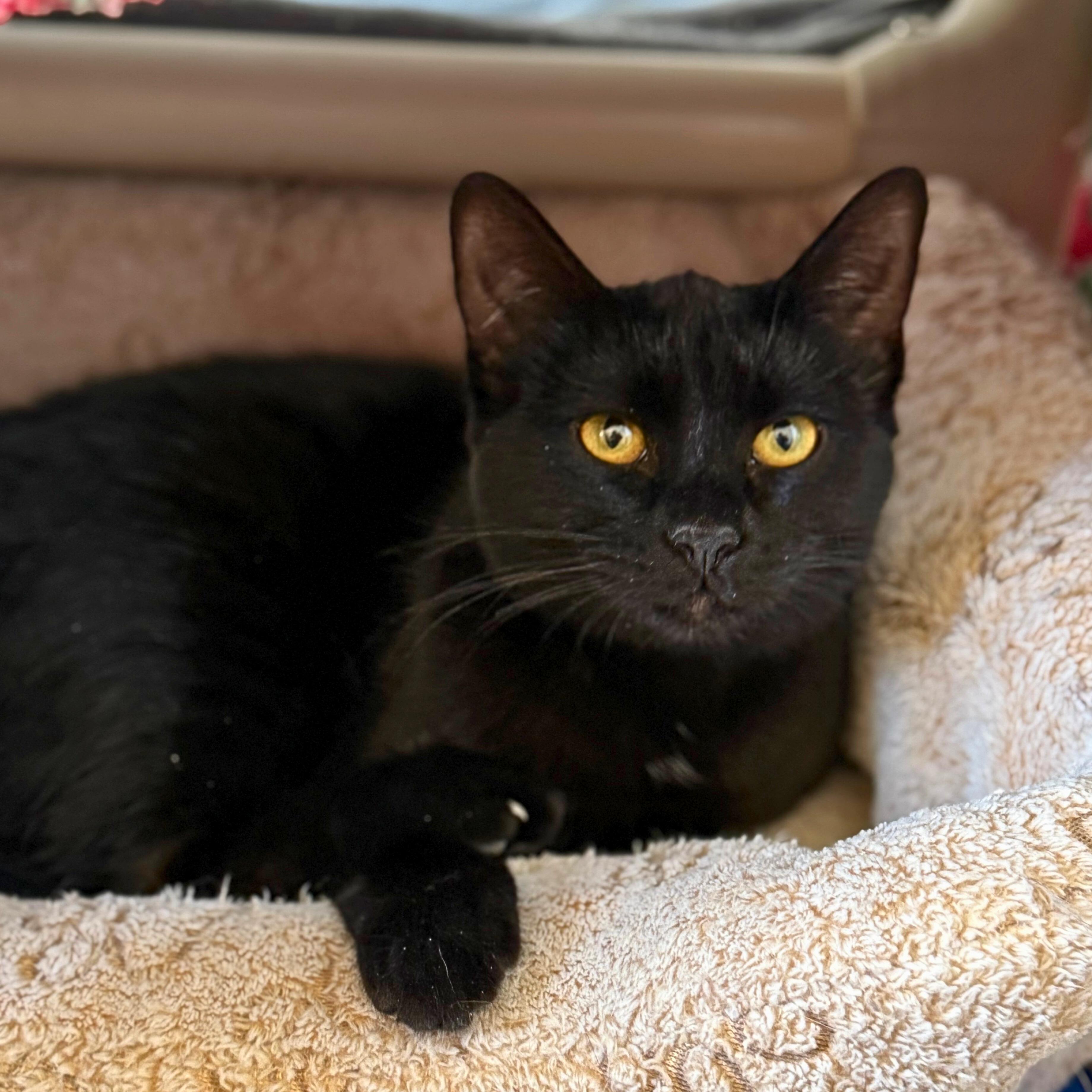 Enlarge Janx, a Adoptable Domestic Short Hair in Ridgway, CO image 5/5