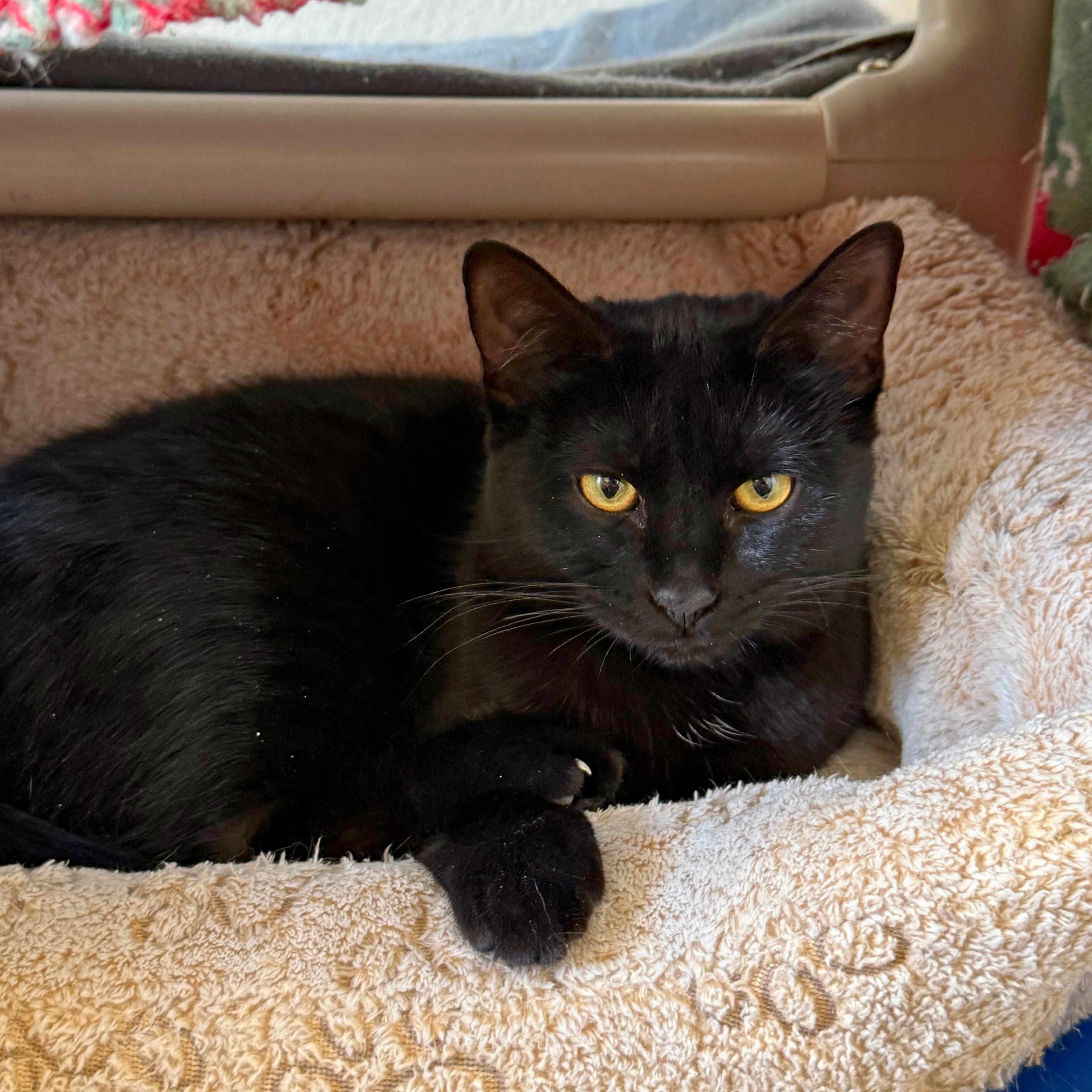 Enlarge Janx, a Adoptable Domestic Short Hair in Ridgway, CO image 2/5