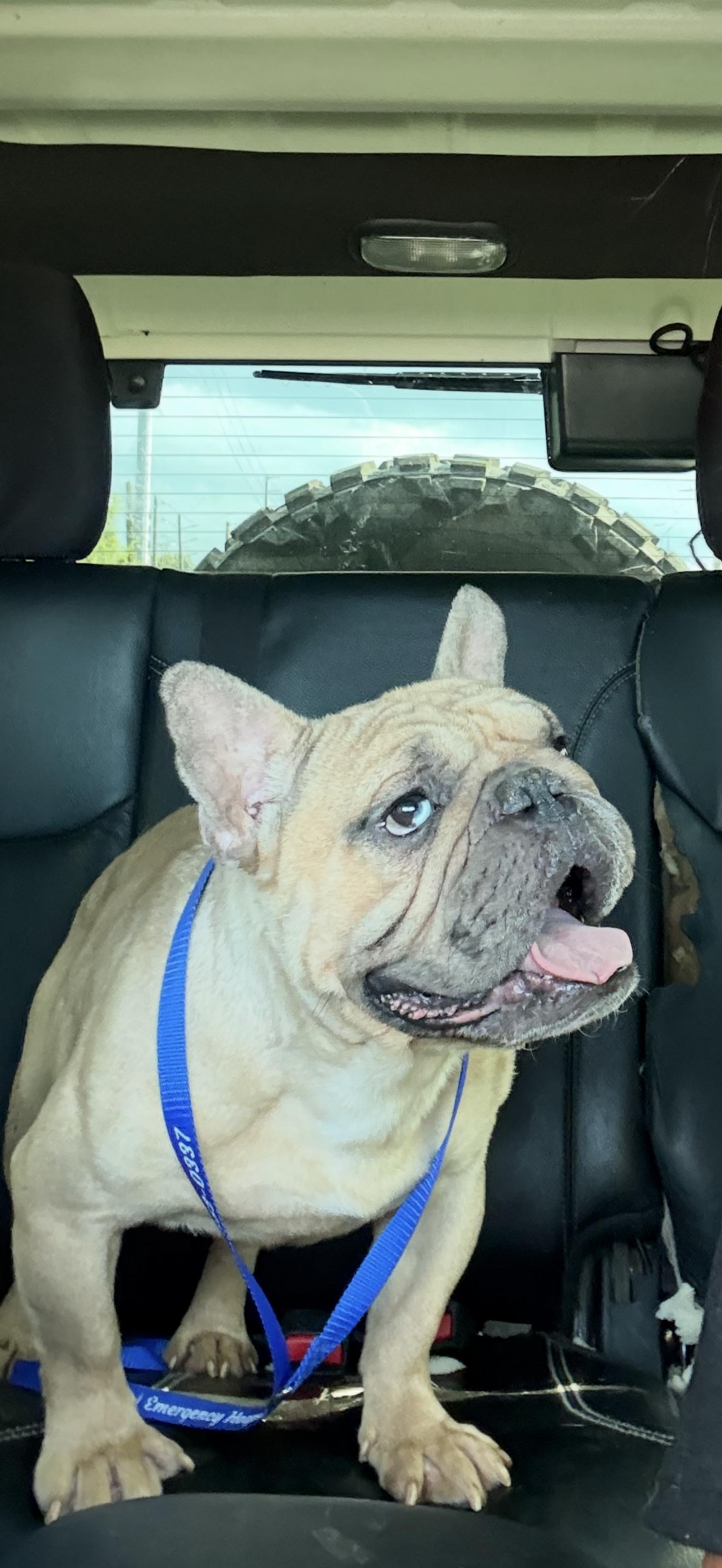 Arlo, Young Male French Bulldog