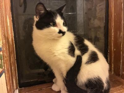 Enlarge Magoo, a Adopted mixed breed in BEVERLY HILLS, CA image 1/4