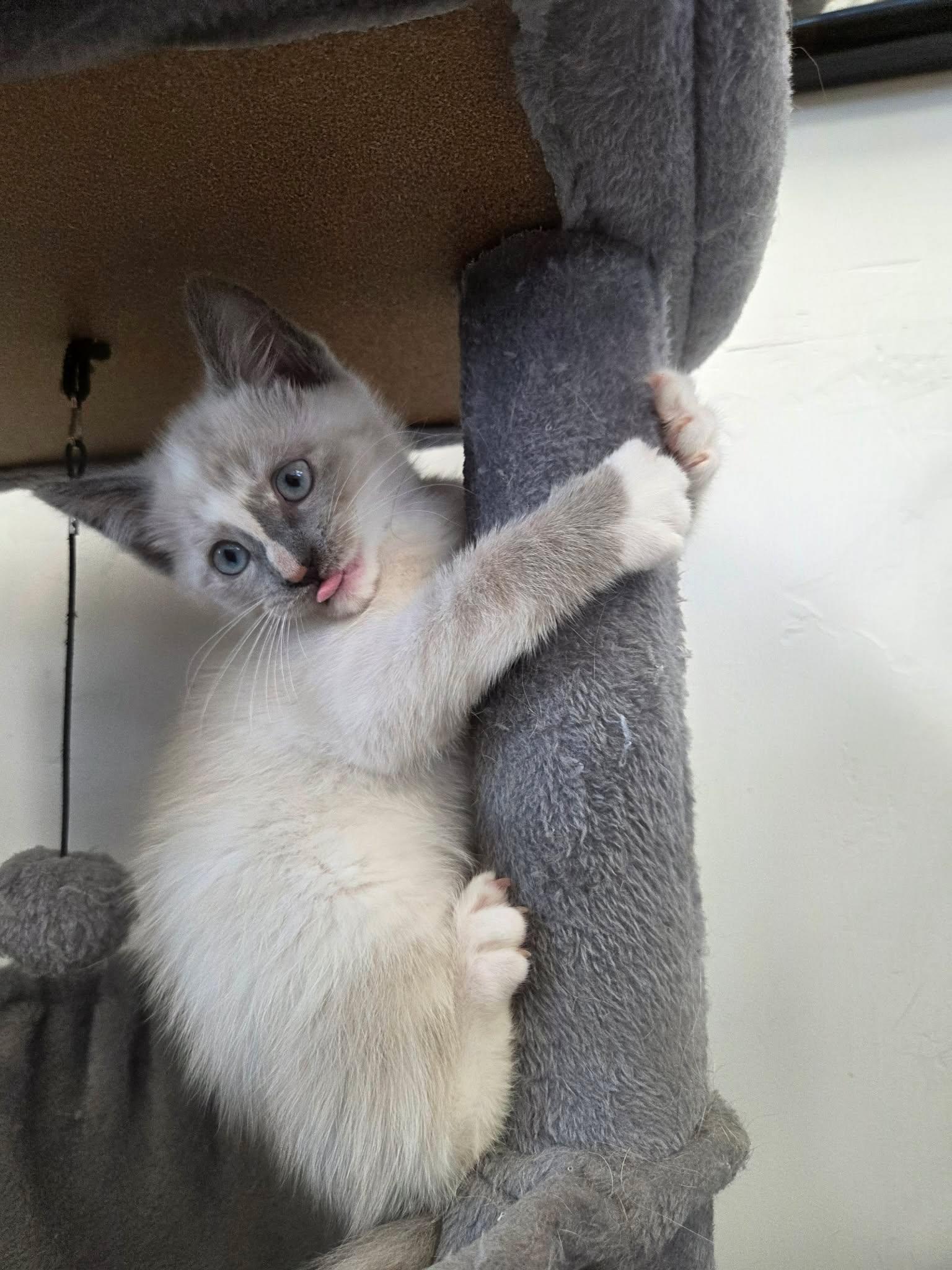 Opal, a ADOPTABLE Domestic Short Hair in Roosevelt, UT image 4/4