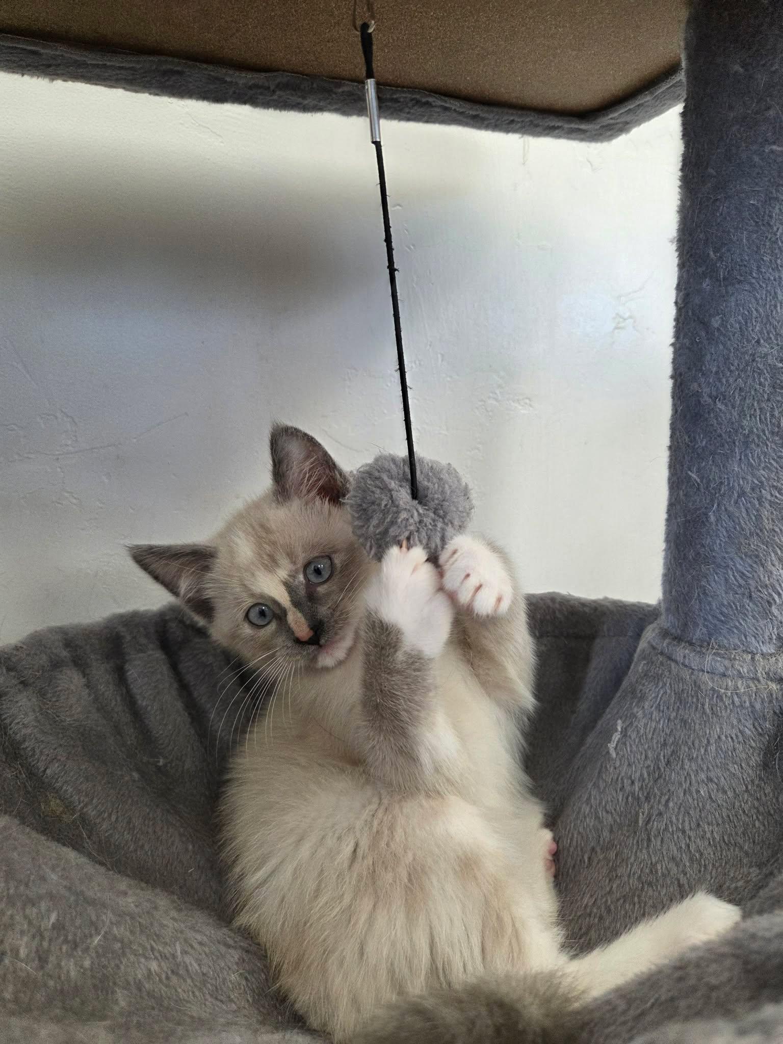 Opal, a ADOPTABLE Domestic Short Hair in Roosevelt, UT image 3/4
