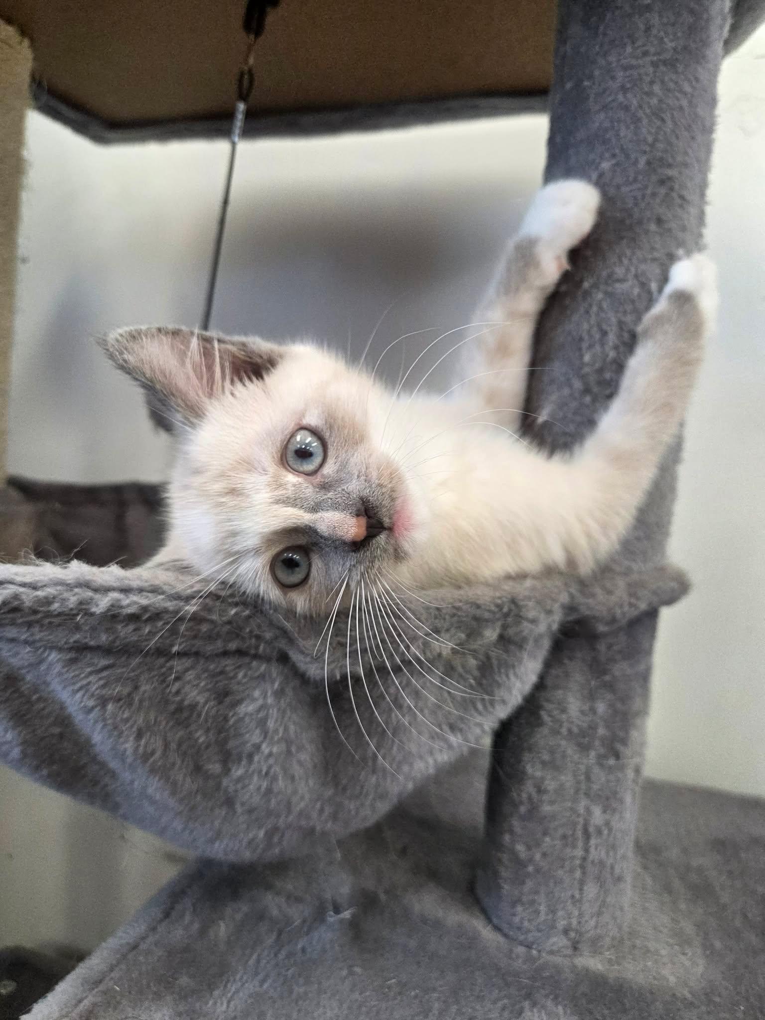 Opal, a ADOPTABLE Domestic Short Hair in Roosevelt, UT image 2/4