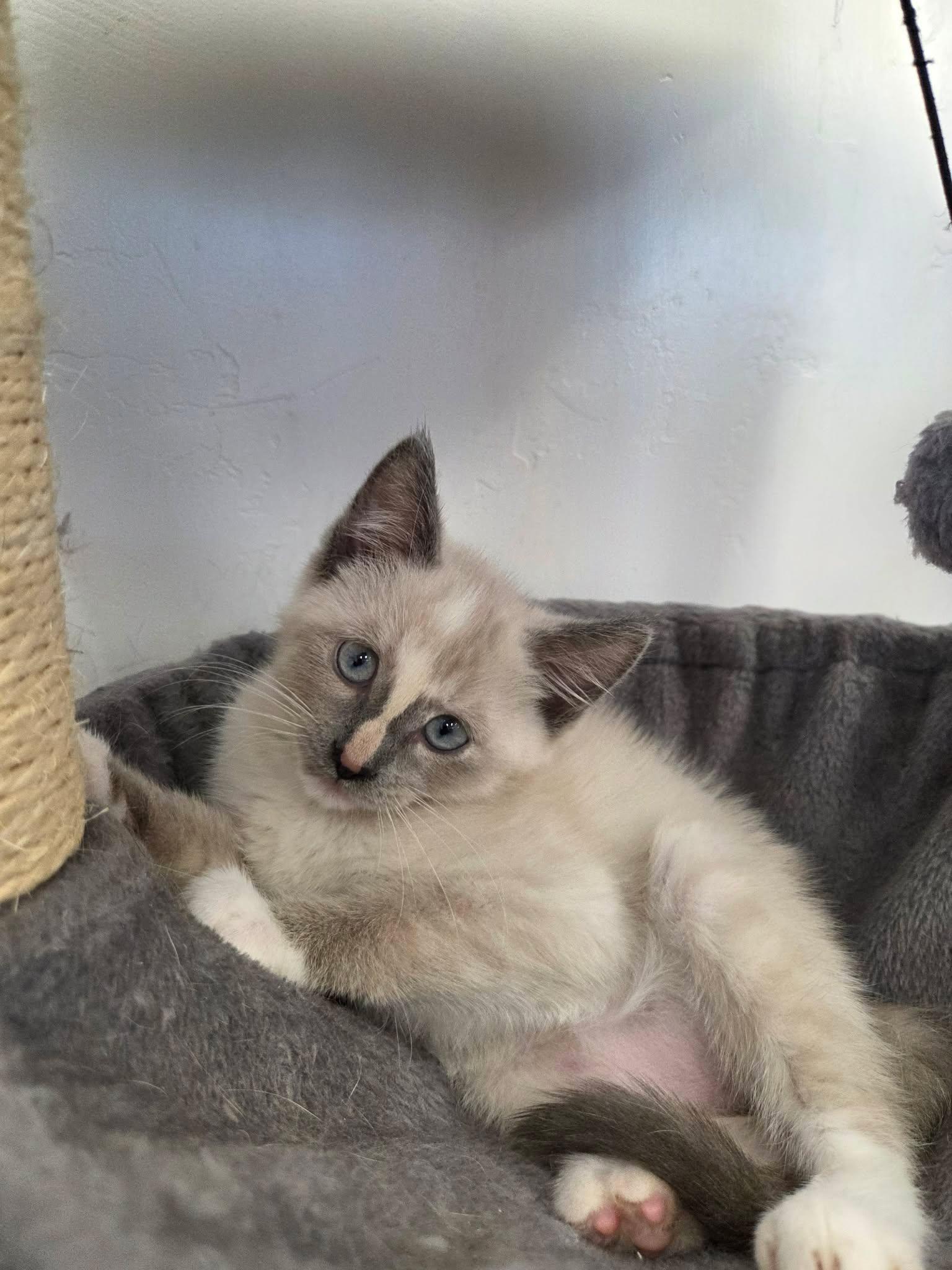 Opal, ADOPTABLE, Young Female Domestic Short Hair.