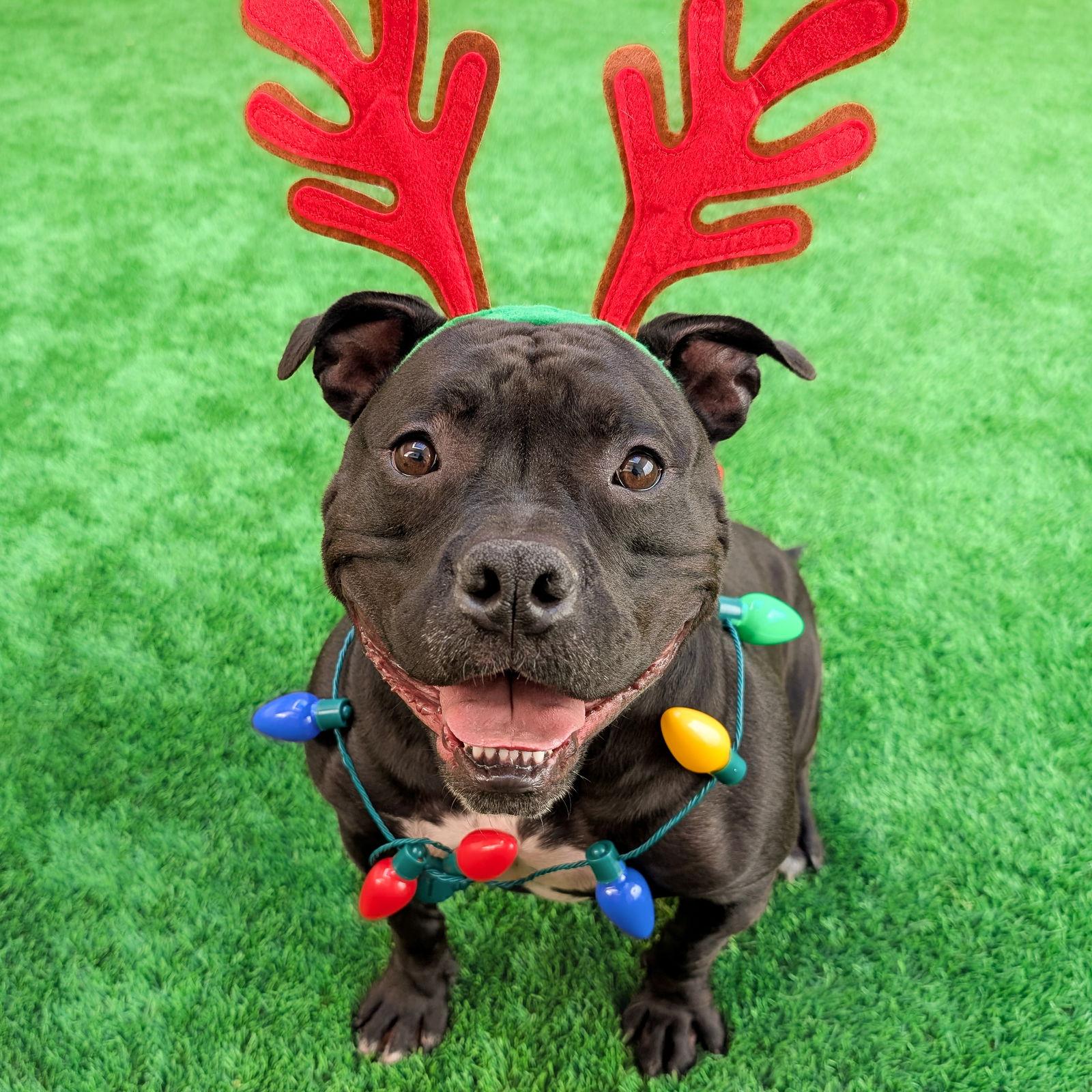 Tank Top, Adoptable, Adult Male American Bulldog & American Staffordshire Terrier.