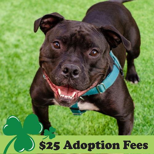 Tank Top, Adoptable, Adult Male American Bulldog & American Staffordshire Terrier.