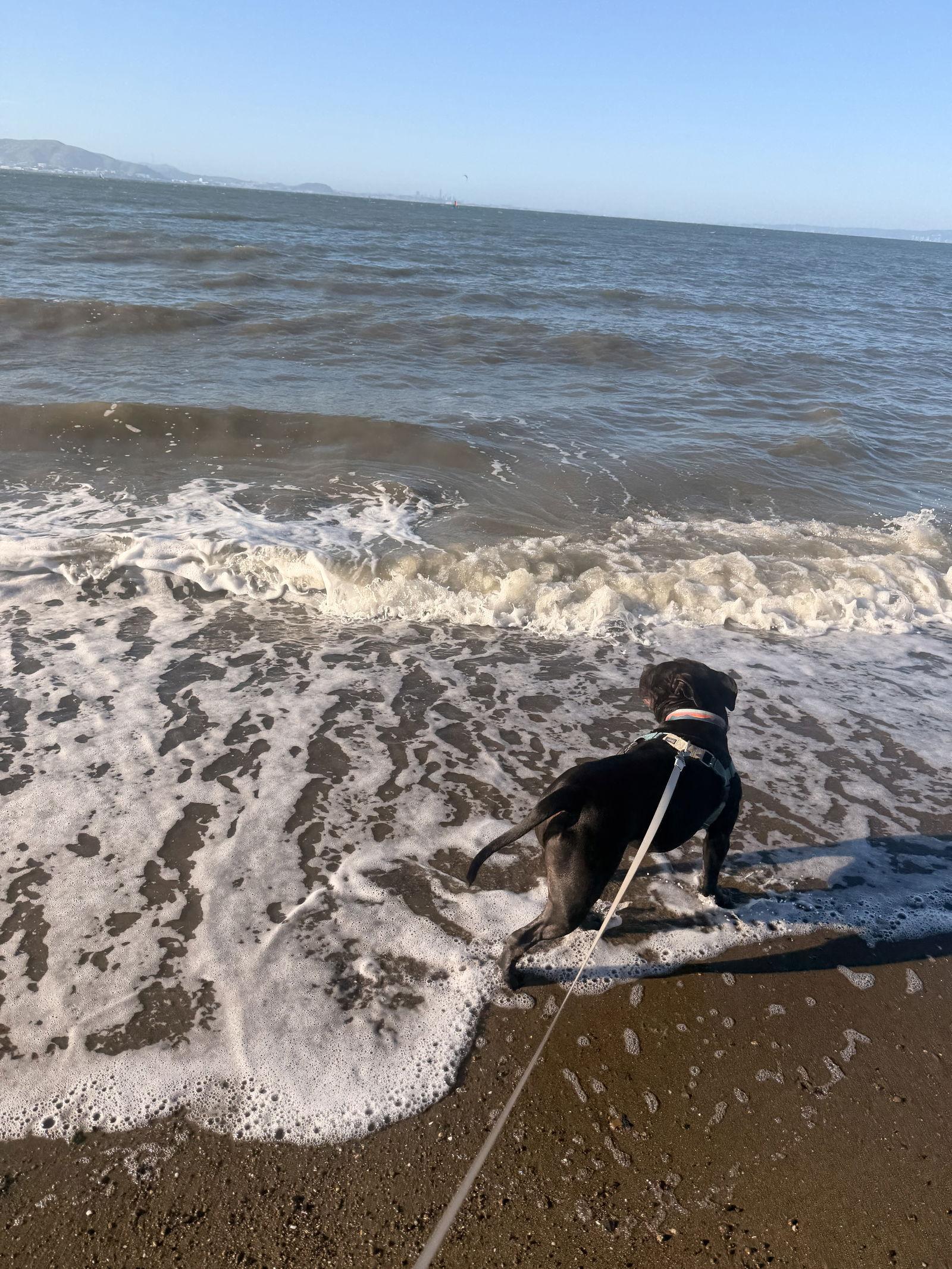 Tank Top, Adoptable, Adult Male American Bulldog & American Staffordshire Terrier.