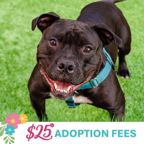 Enlarge Tank Top, a Adoptable mixed breed in Burlingame, CA image 2/3