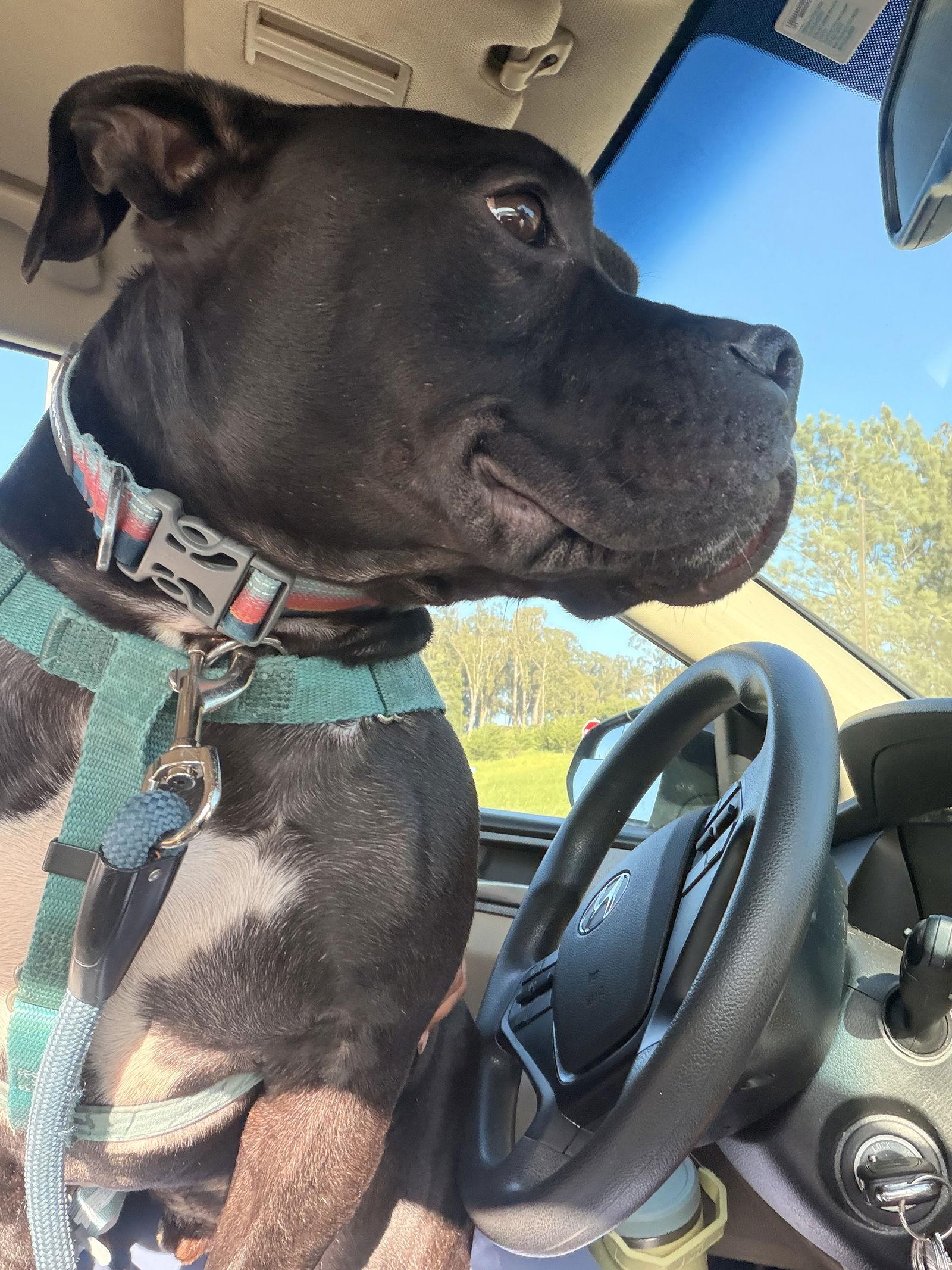Tank Top, a Adoptable mixed breed in Burlingame, CA image 3/3