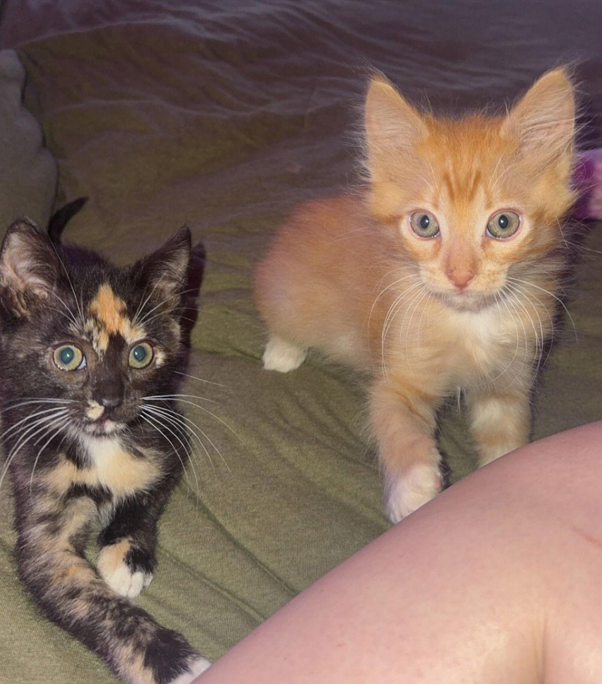 ember, Adopted, Kitten Male Tabby & Domestic Short Hair.