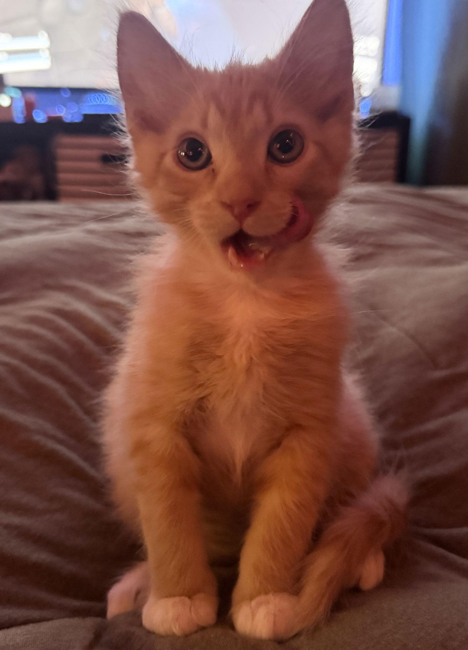 Enlarge ember, a Adopted mixed breed in San Jose, CA image 2/2