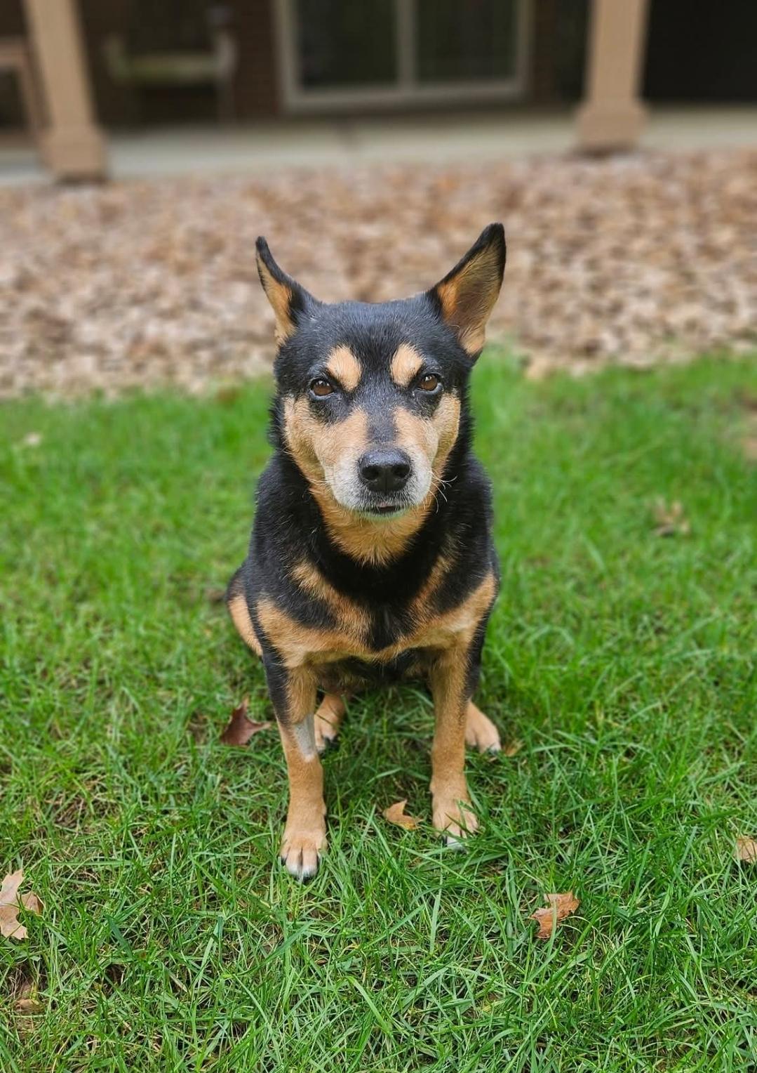 Enlarge Roxie, a Adoptable mixed breed in Ross, OH image 2/4