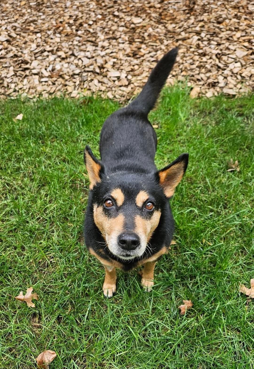Enlarge Roxie, a Adoptable mixed breed in Ross, OH image 4/4