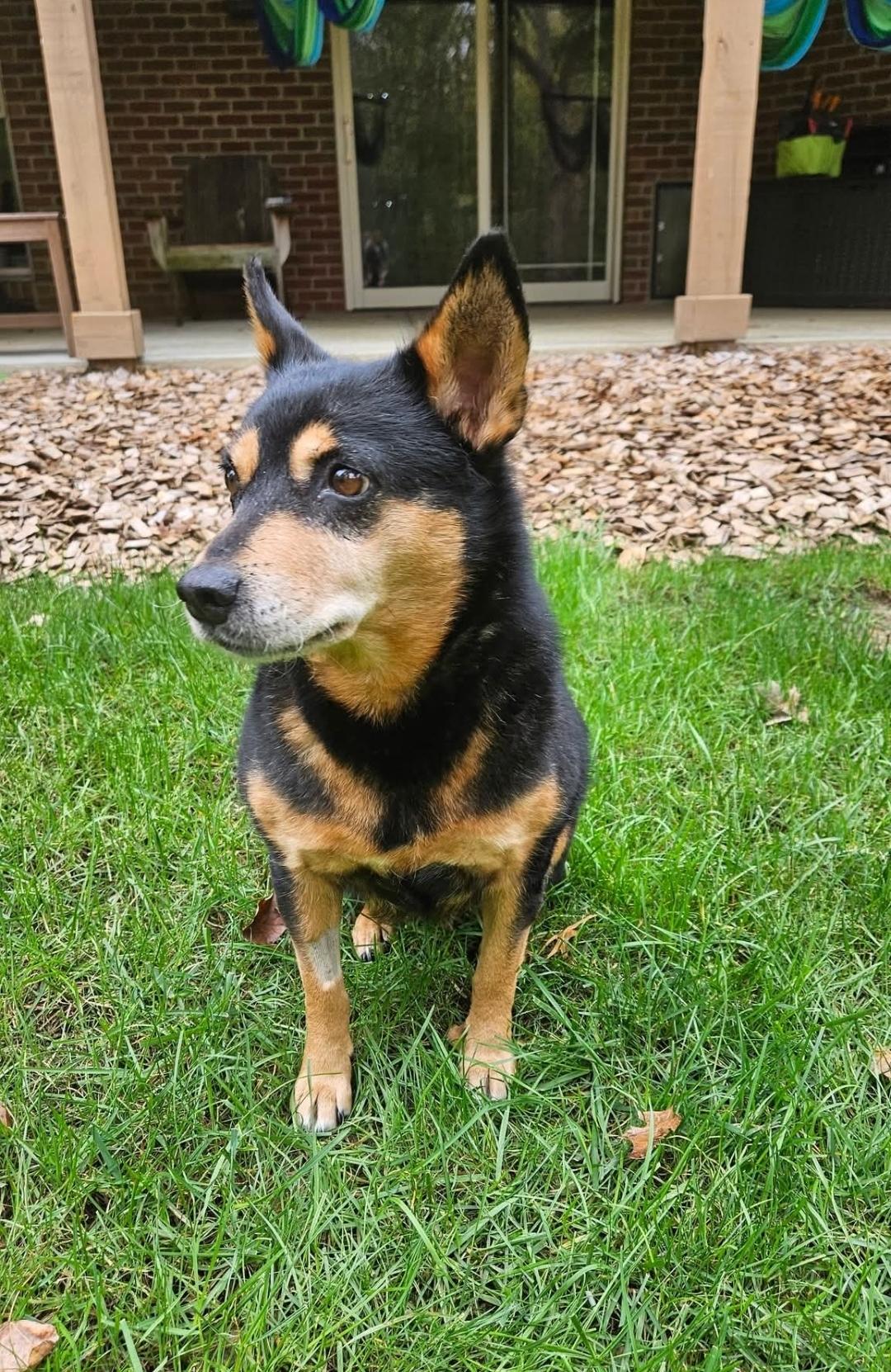Enlarge Roxie, a Adoptable mixed breed in Ross, OH image 3/4