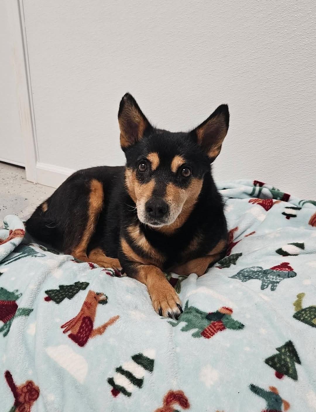 Enlarge Roxie, a Adoptable mixed breed in Ross, OH image 1/4