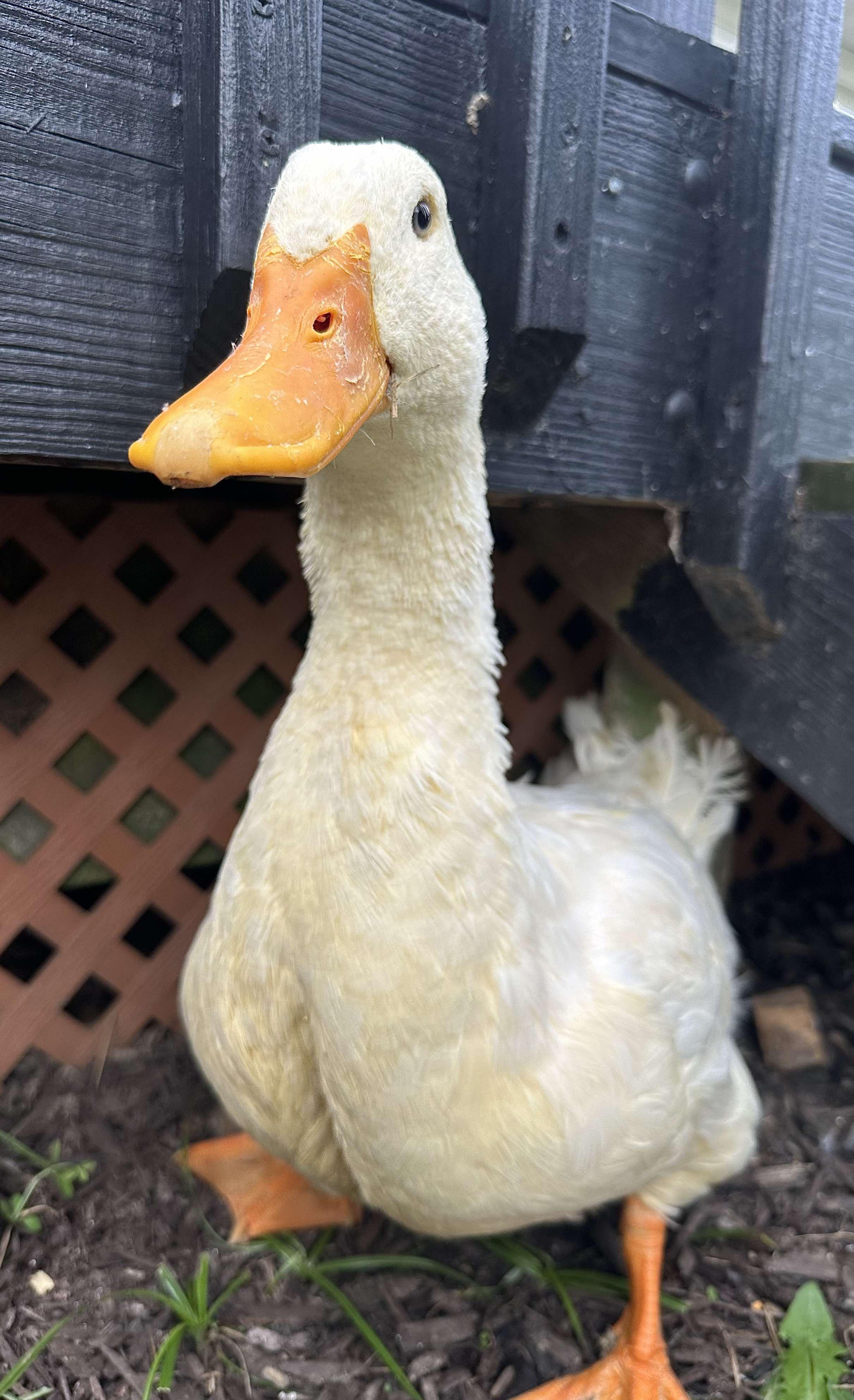 Enlarge Dalton, a Adopted Duck in Lincoln University, PA image 1/1