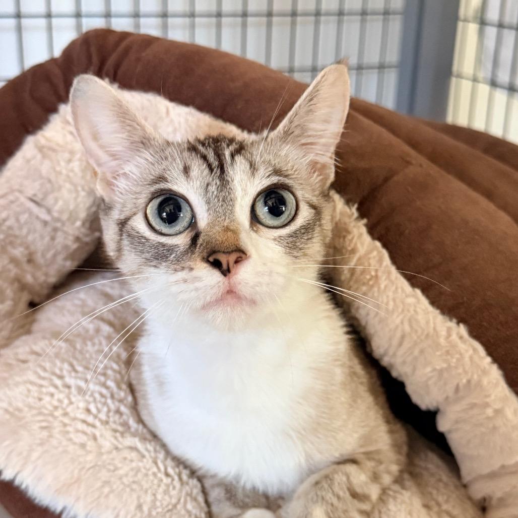 Suzanne, Adoptable, Young Female Domestic Short Hair.