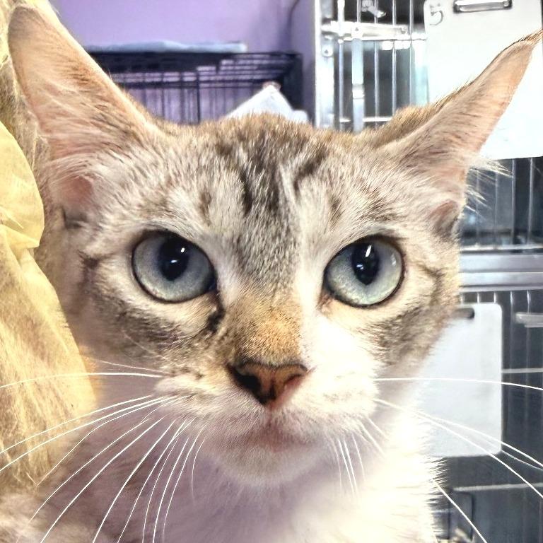 Enlarge Suzanne, a Adoptable Domestic Short Hair in Redwood Valley, CA image 2/5