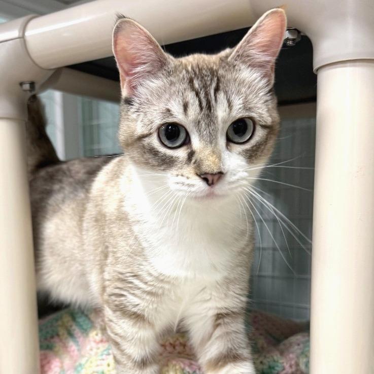 Enlarge Suzanne, a Adoptable Domestic Short Hair in Redwood Valley, CA image 3/5