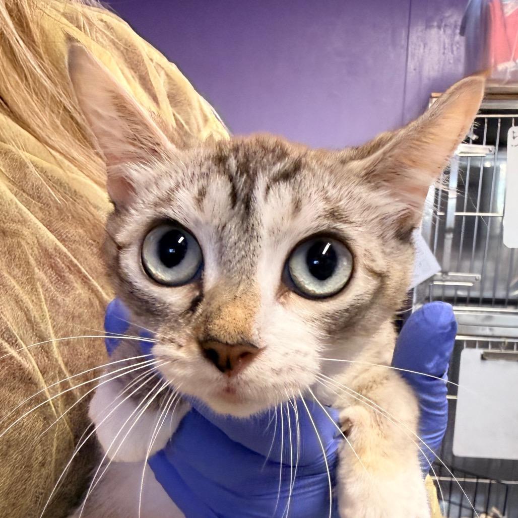 Enlarge Suzanne, a Adoptable Domestic Short Hair in Redwood Valley, CA image 4/5