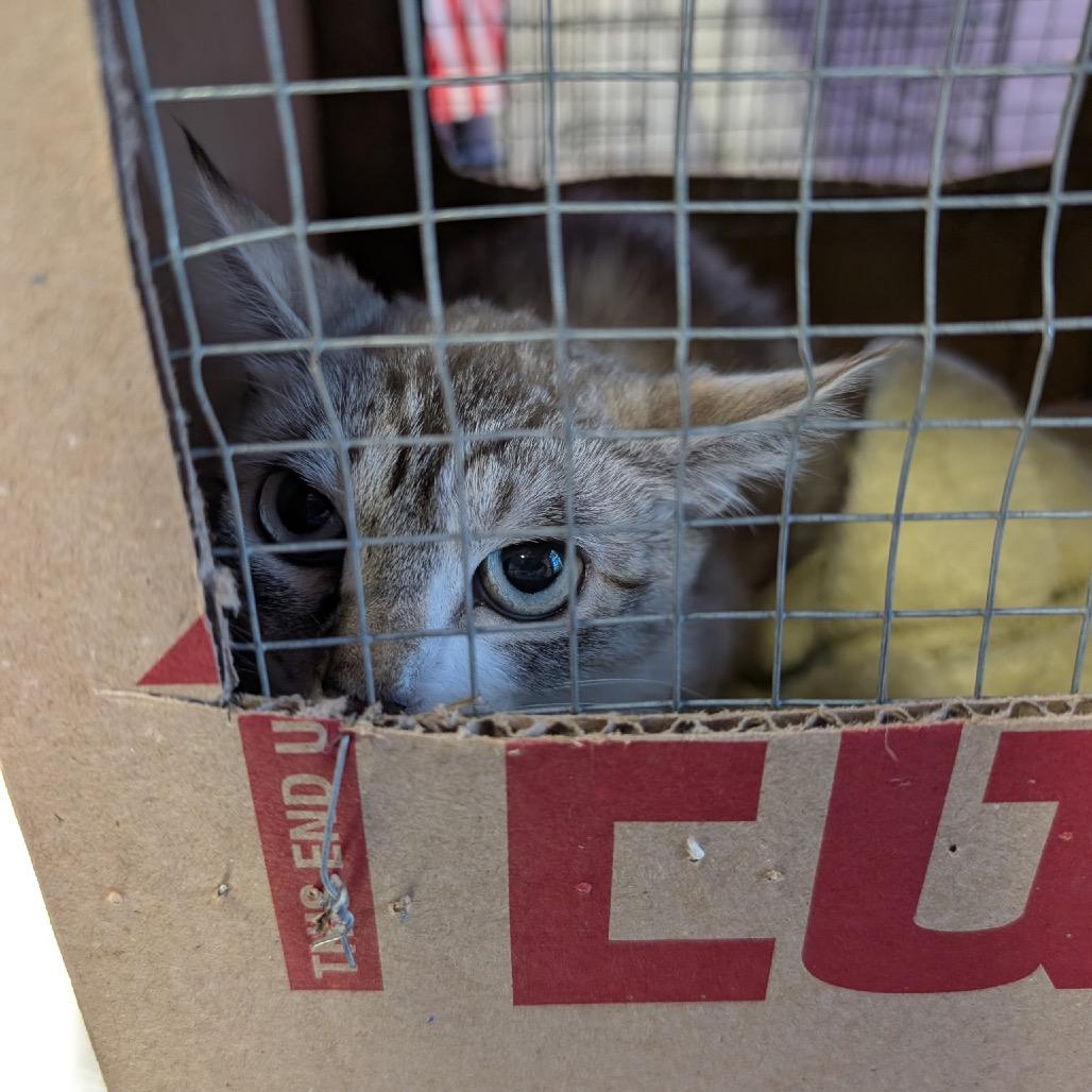 Enlarge Suzanne, a Adoptable Domestic Short Hair in Redwood Valley, CA image 5/5