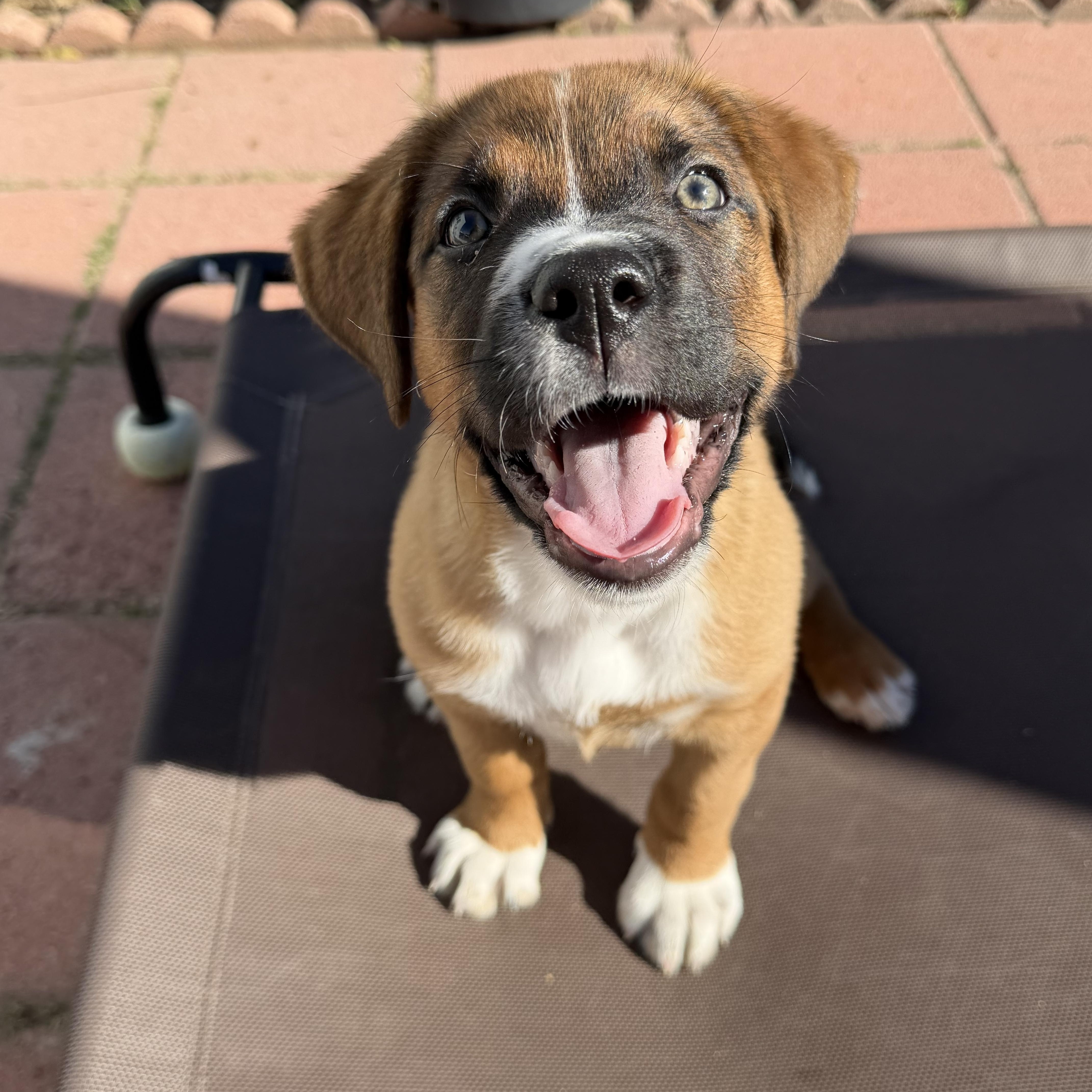 Enlarge Laila, a Adoptable mixed breed in Pasadena, CA image 3/6