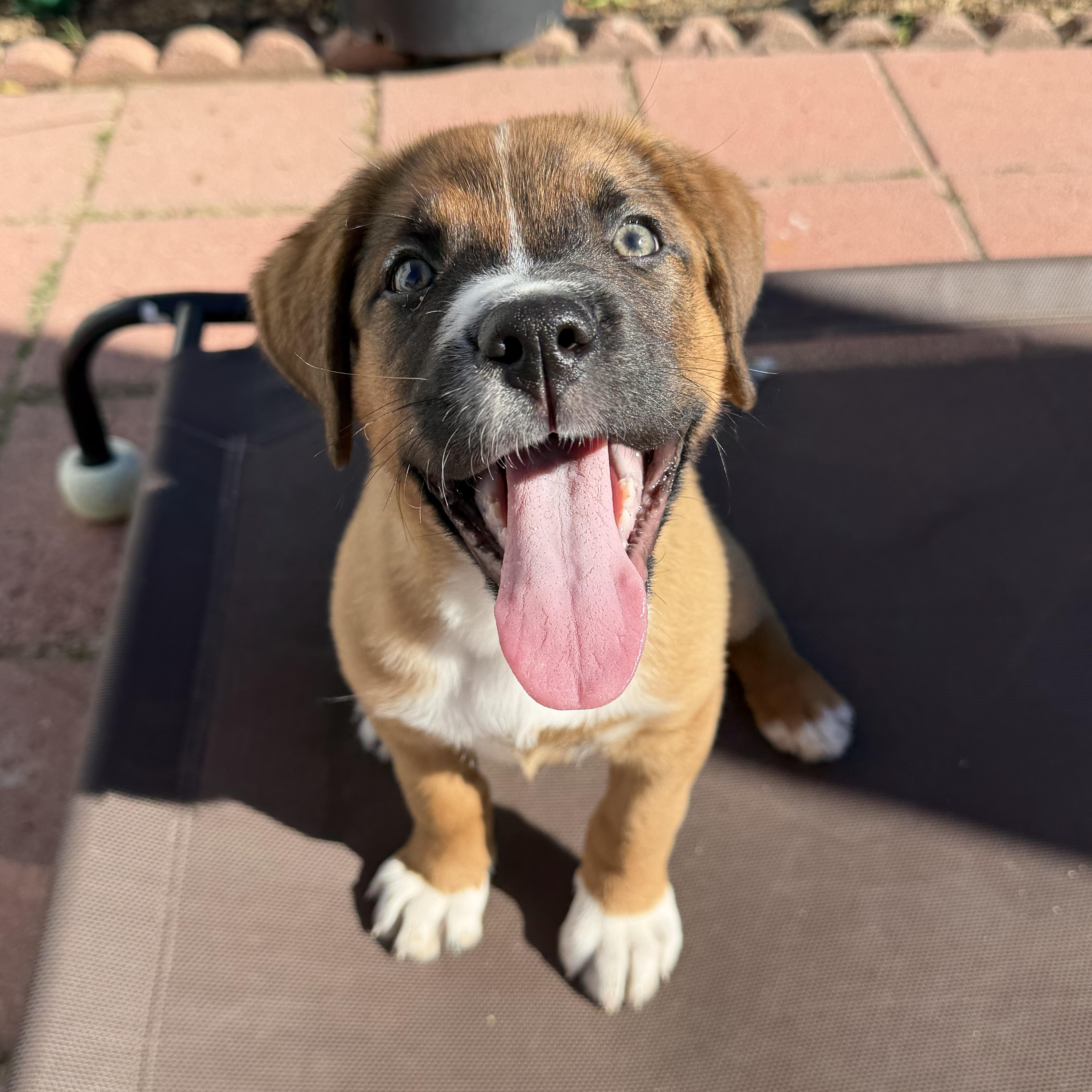 Laila, Adoptable, Puppy Female Boxer.