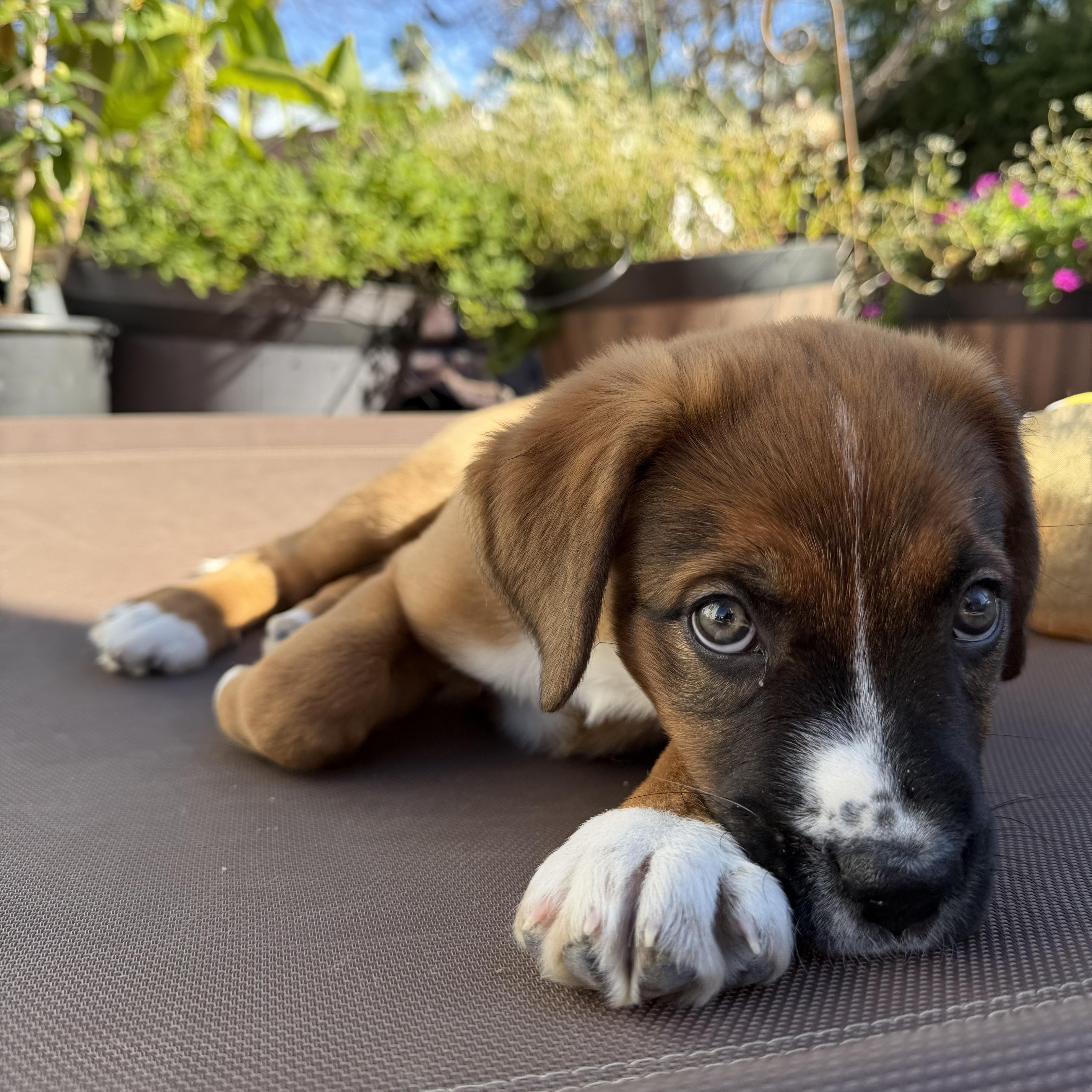 Enlarge Laila, a Adoptable mixed breed in Pasadena, CA image 4/6