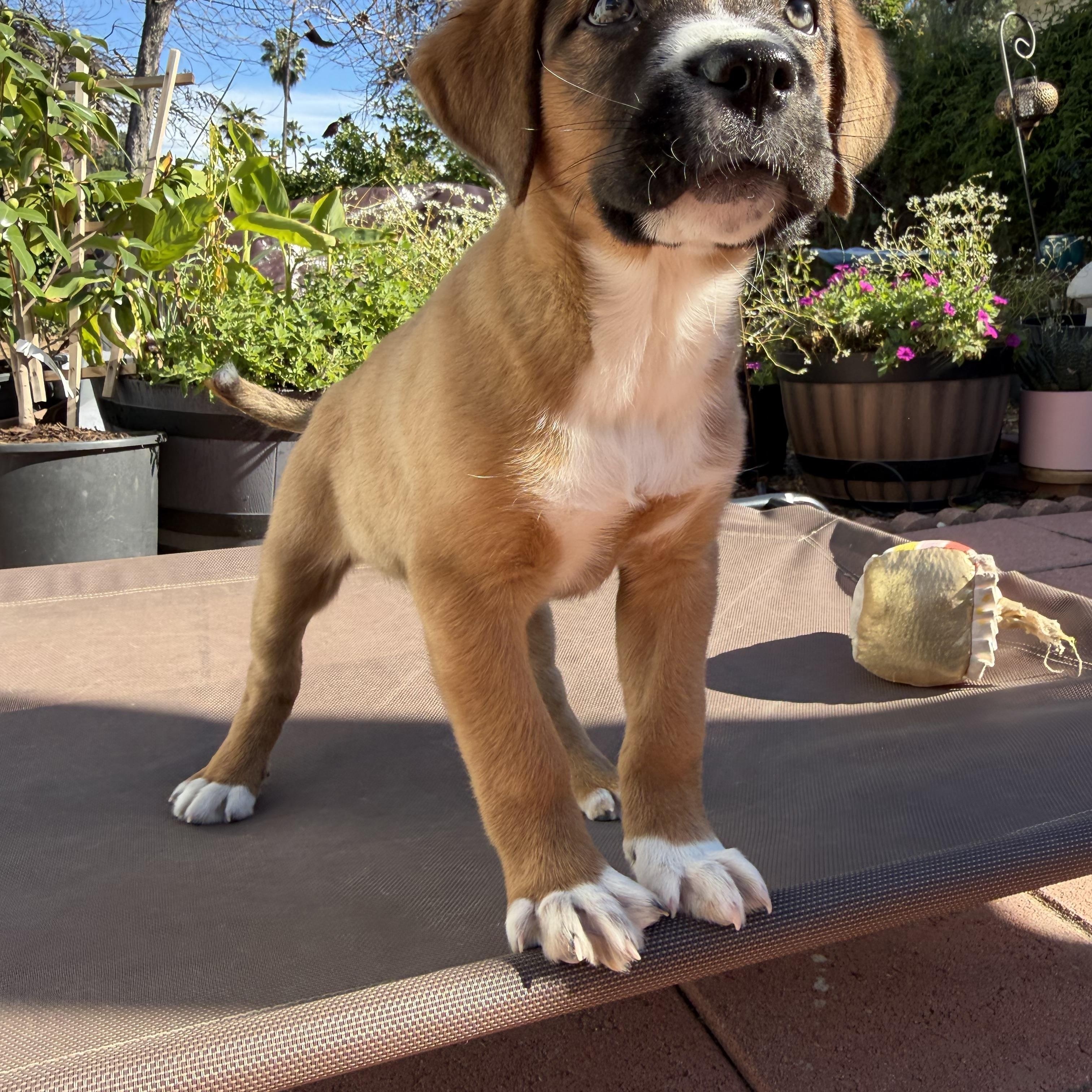 Enlarge Laila, a Adoptable mixed breed in Pasadena, CA image 6/6