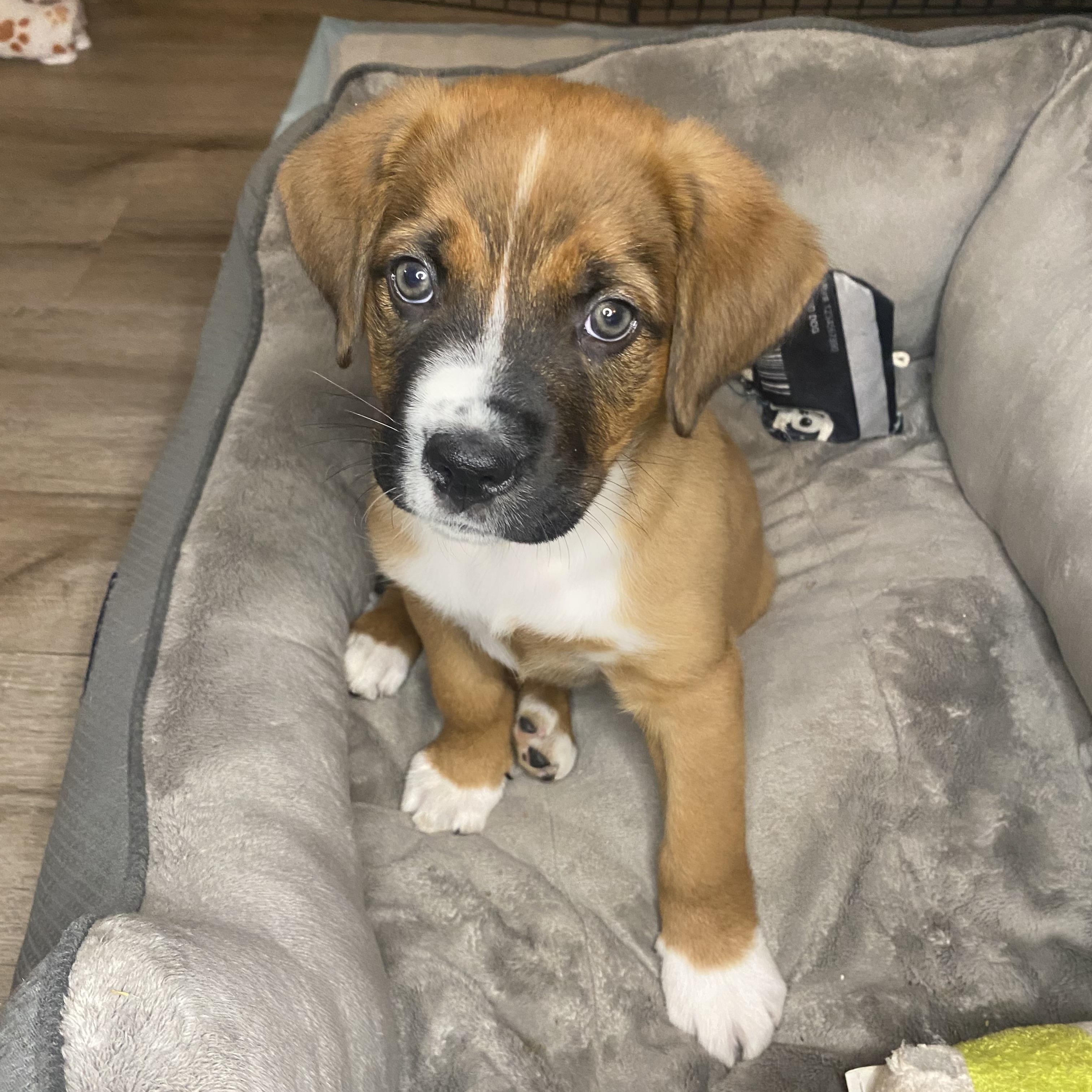 Enlarge Laila, a Adoptable mixed breed in Pasadena, CA image 5/6