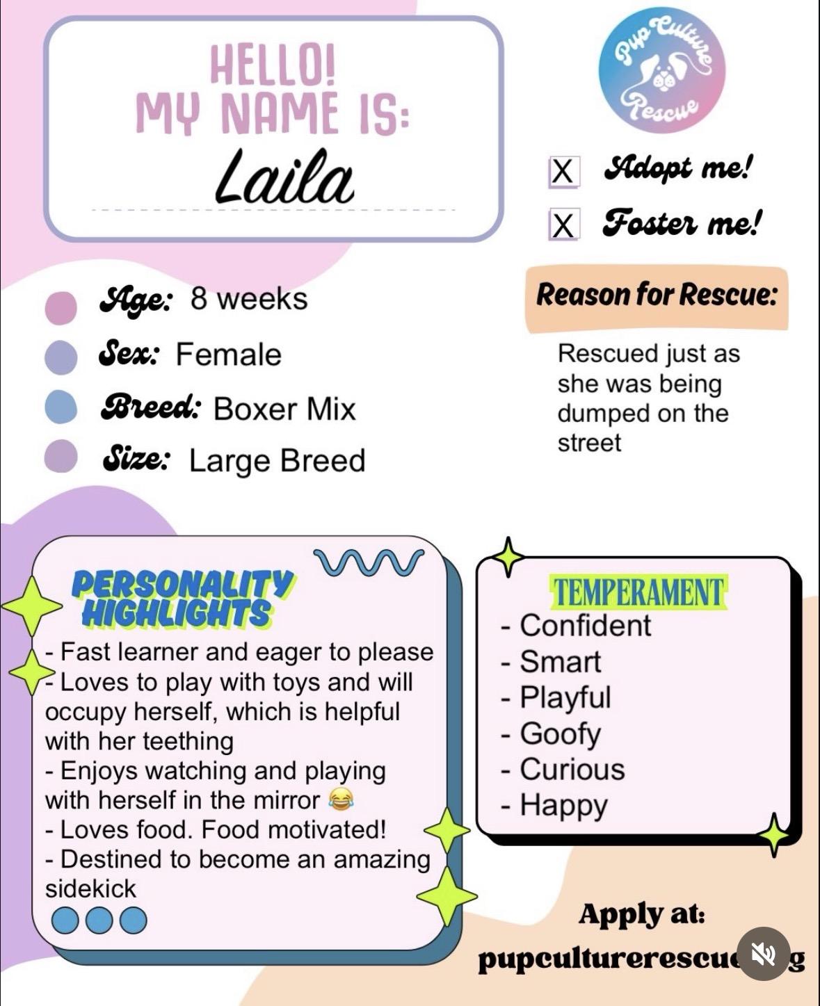 Enlarge Laila, a Adoptable mixed breed in Pasadena, CA image 2/6